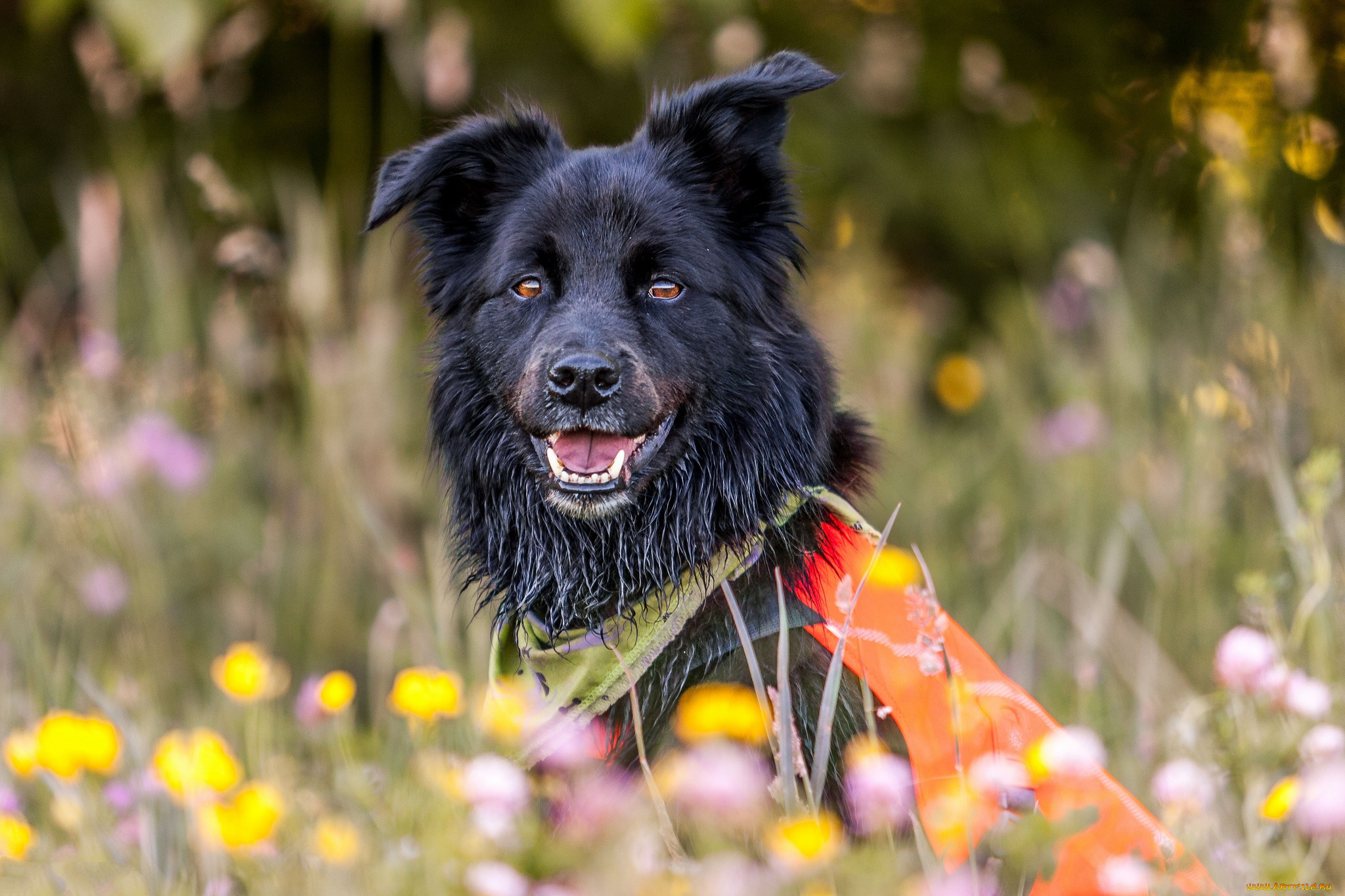 животные, собаки, пес