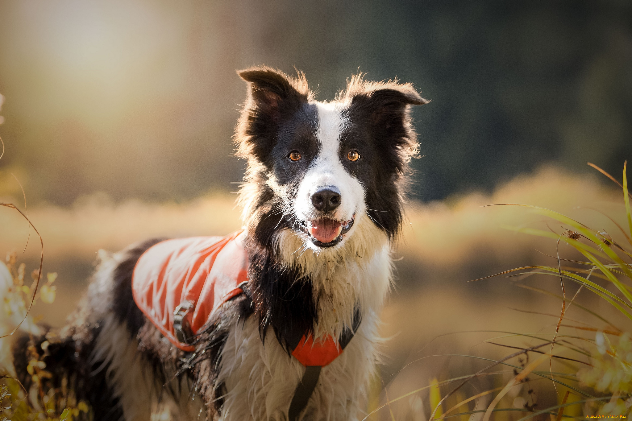 животные, собаки, пес