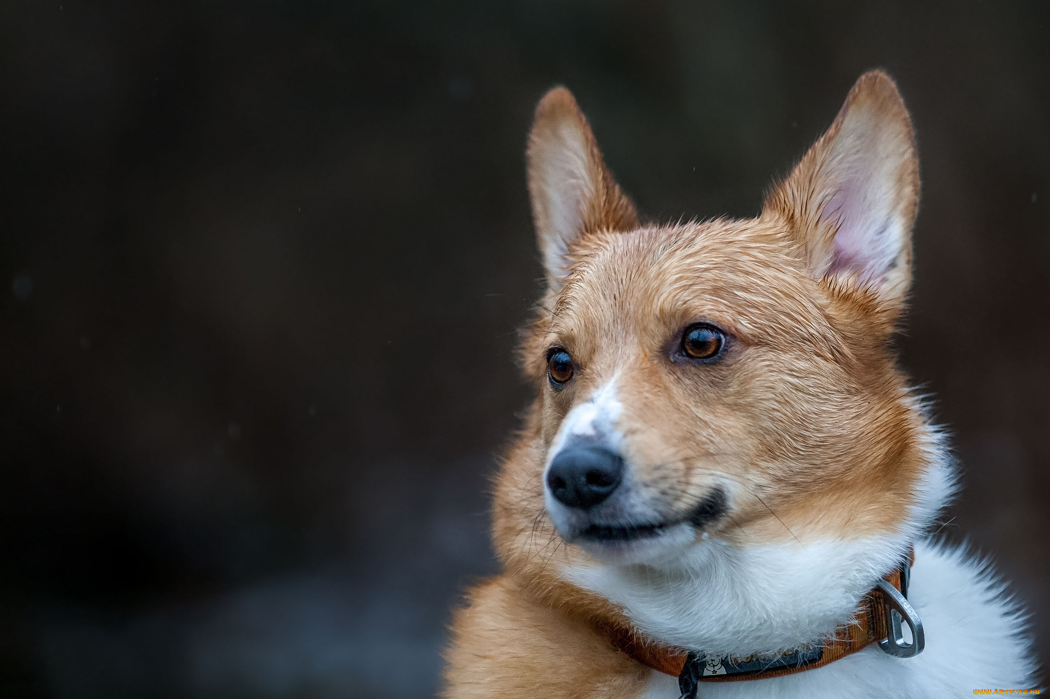 животные, собаки, пес