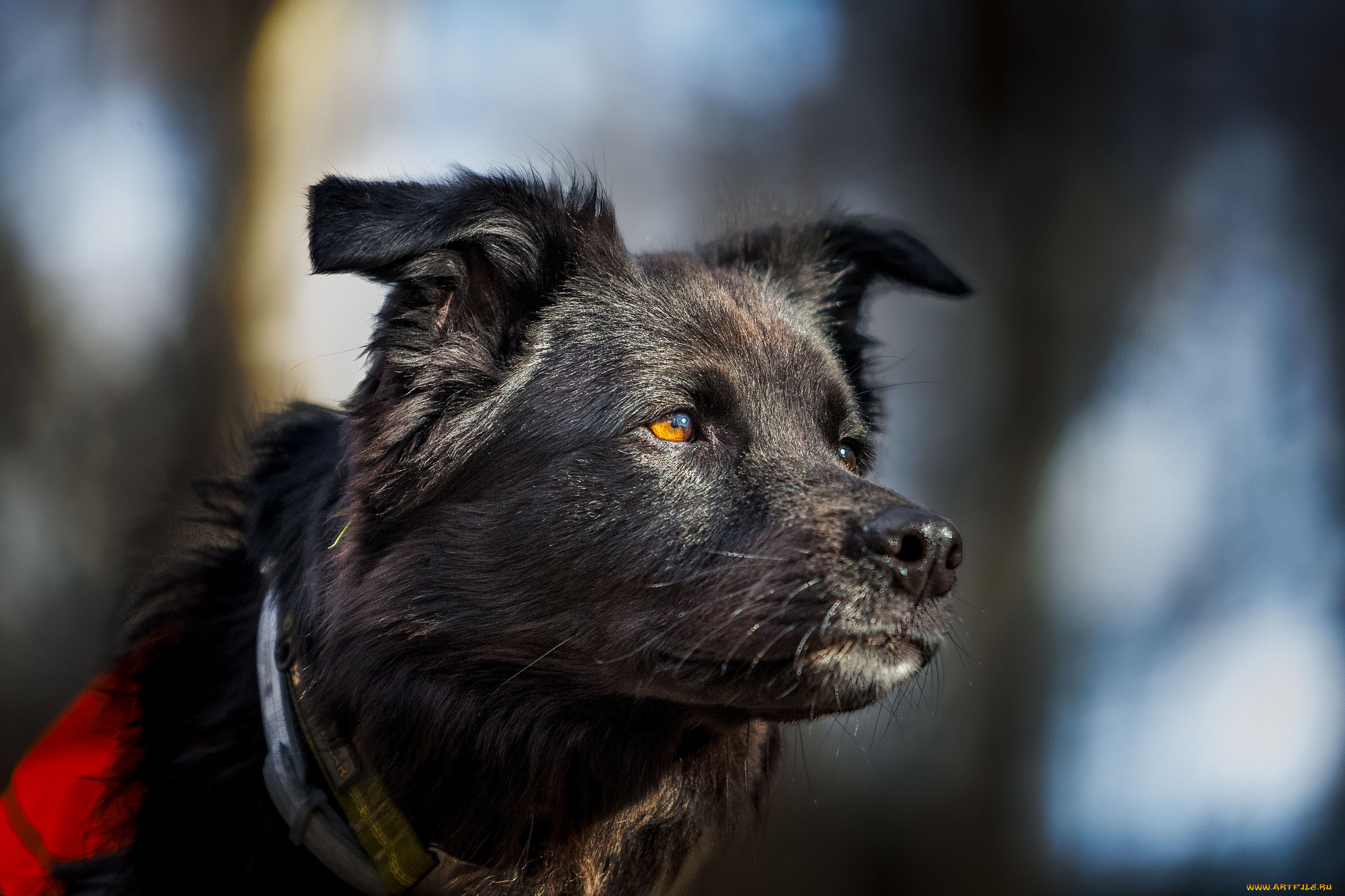 животные, собаки, пес