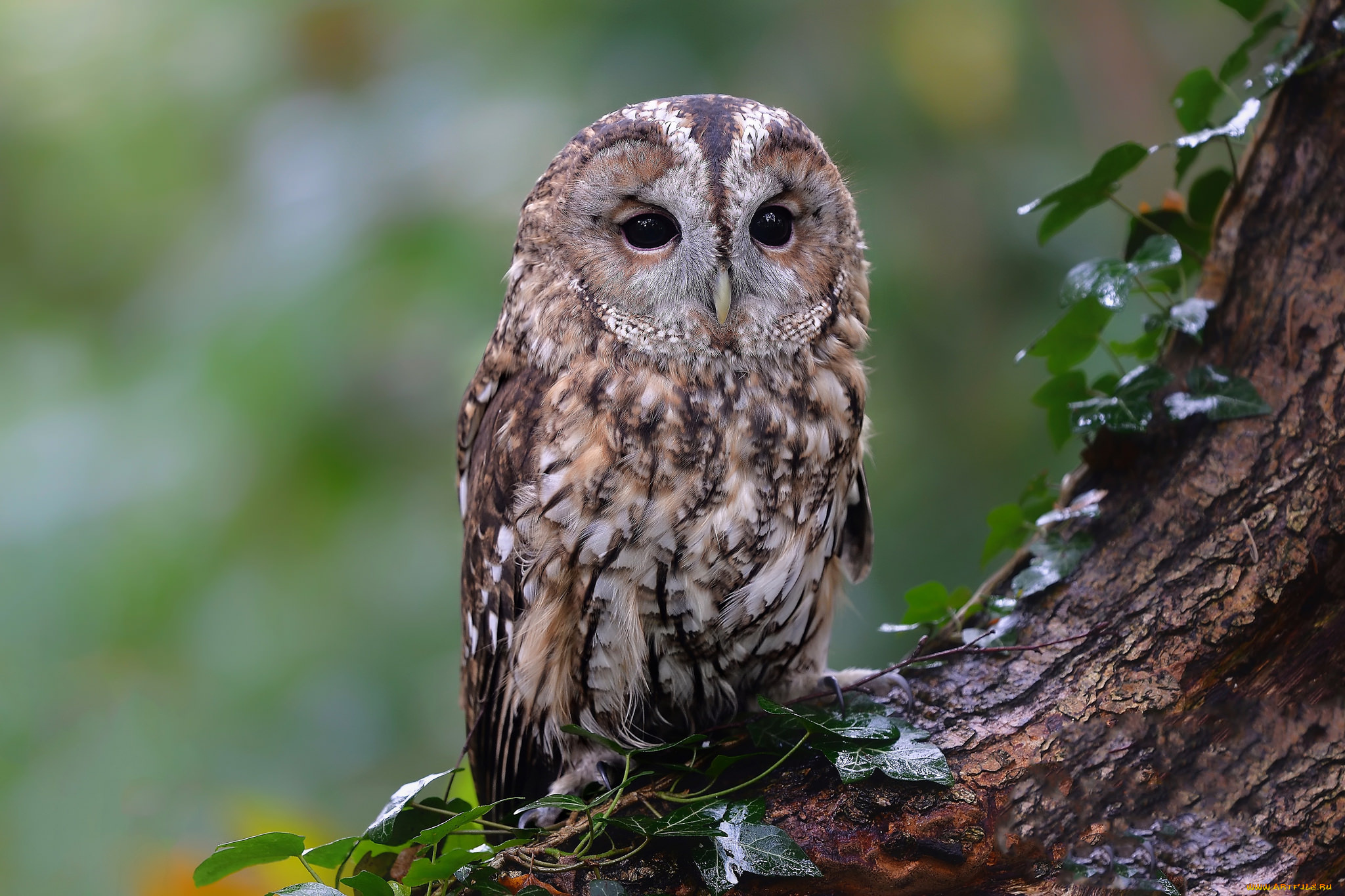 животные, совы, сова
