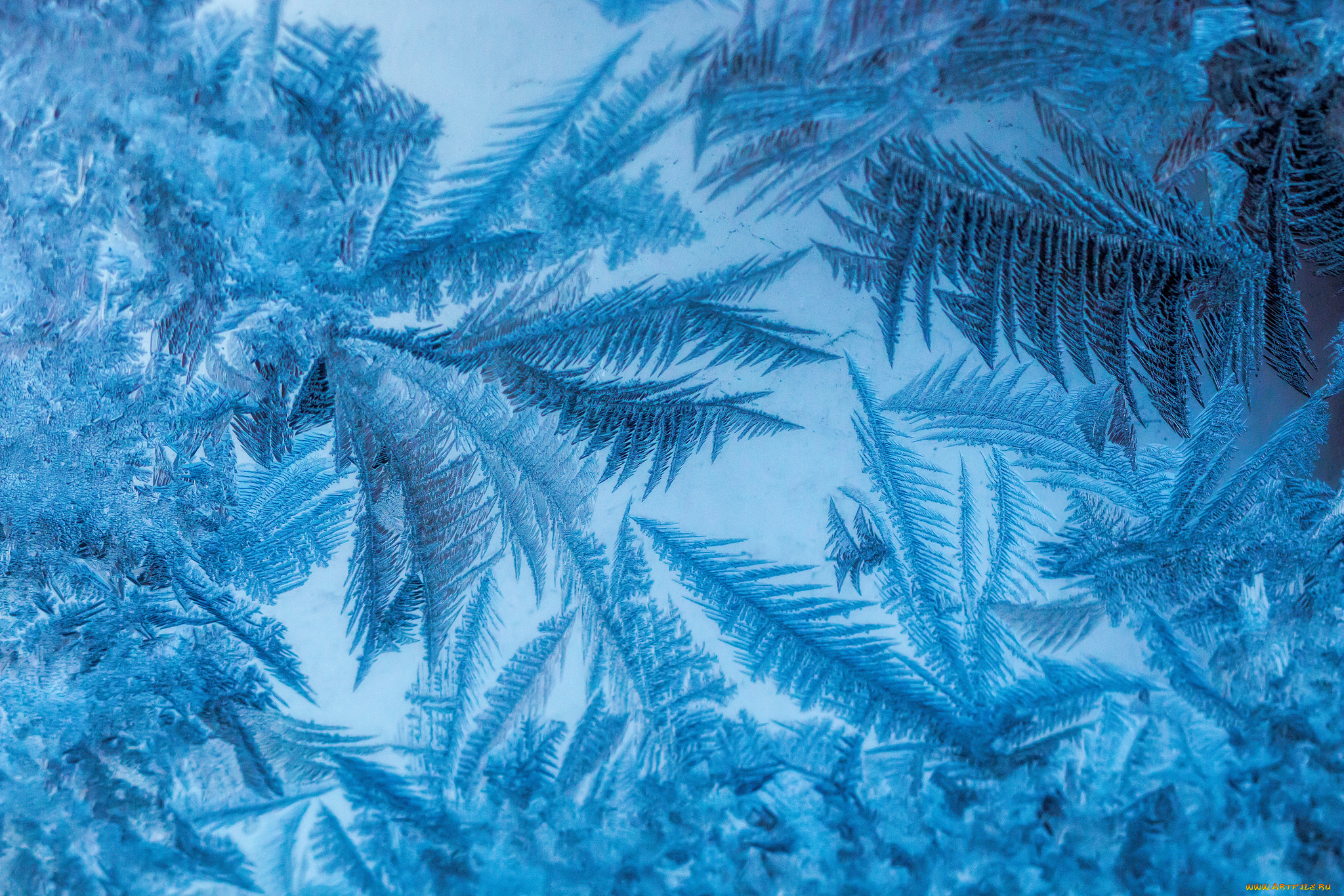 природа, макро, узоры