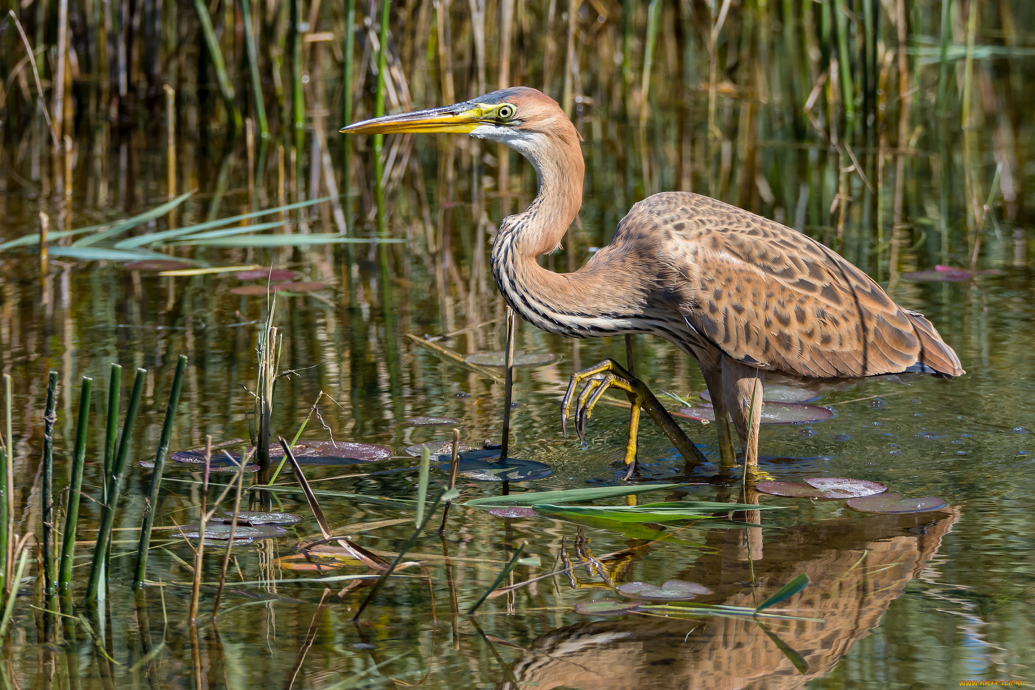 животные, цапли, , выпи, птичка
