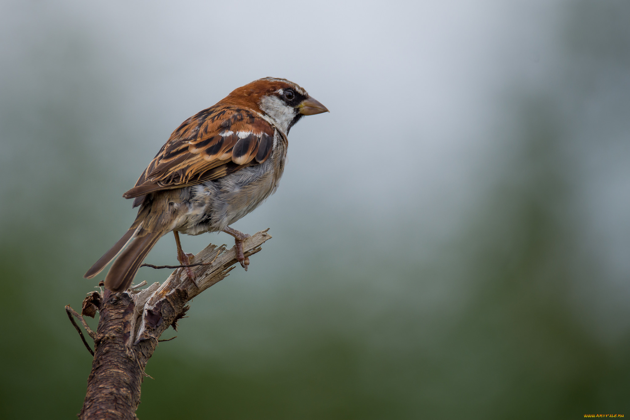 животные, воробьи, птичка