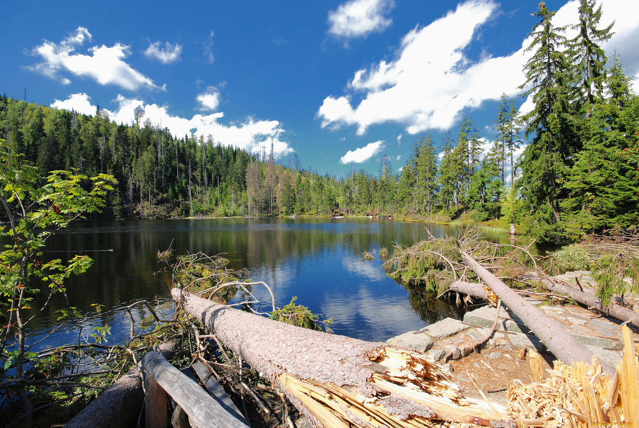 природа, реки, озера, река, лес