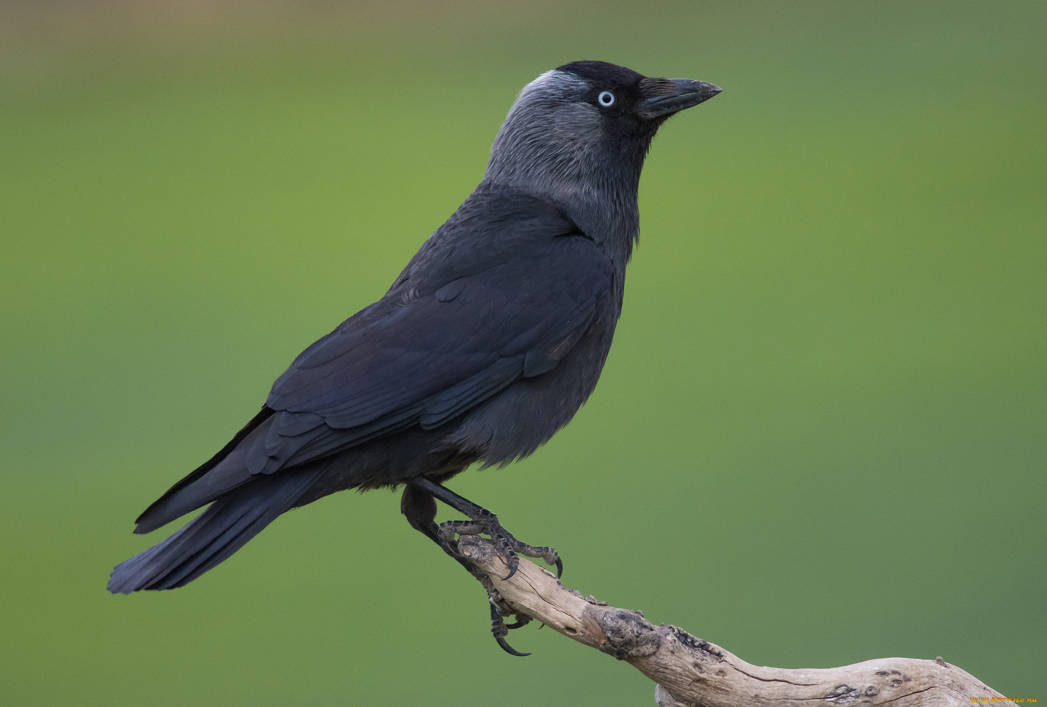 животные, вороны, , грачи, , галки, птичка