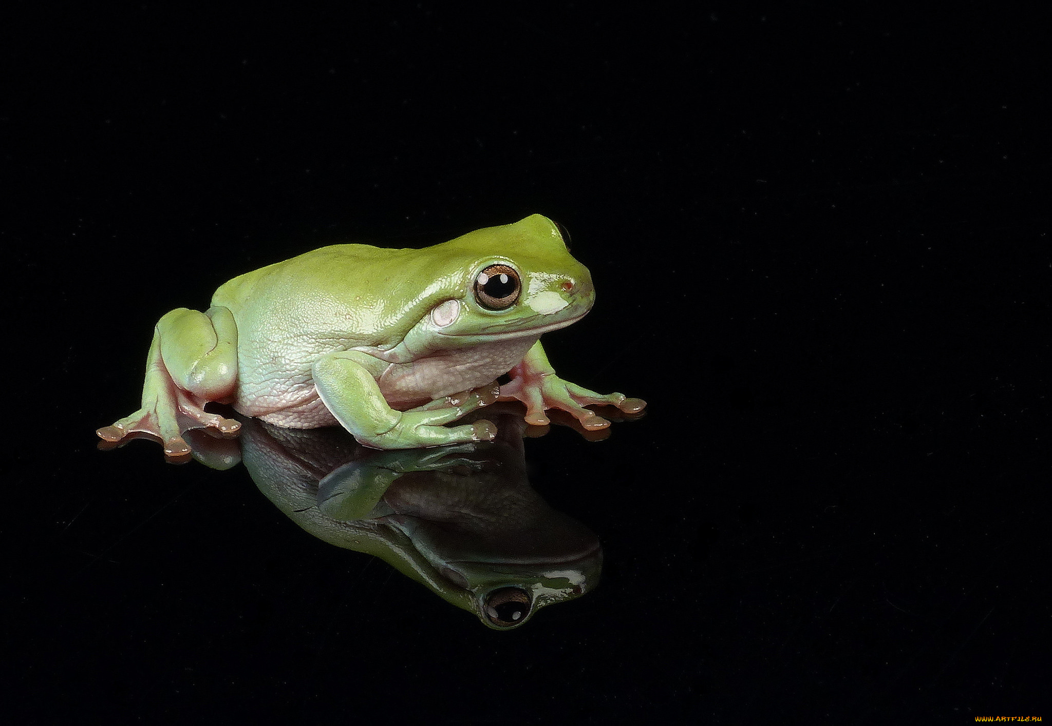 животные, лягушки, лягушка