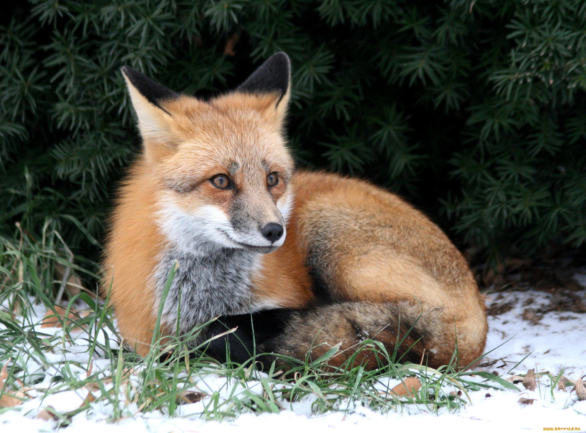 животные, лисы, лисичка