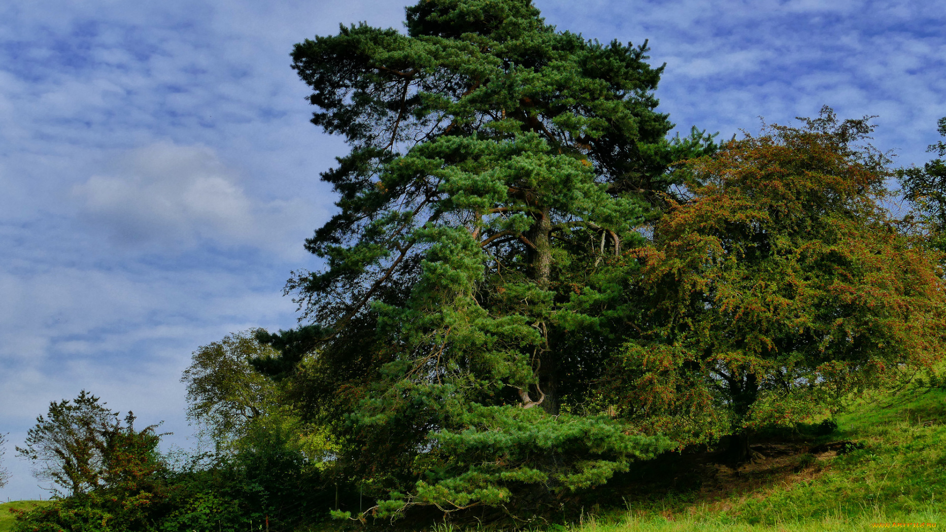 природа, деревья, пригорок