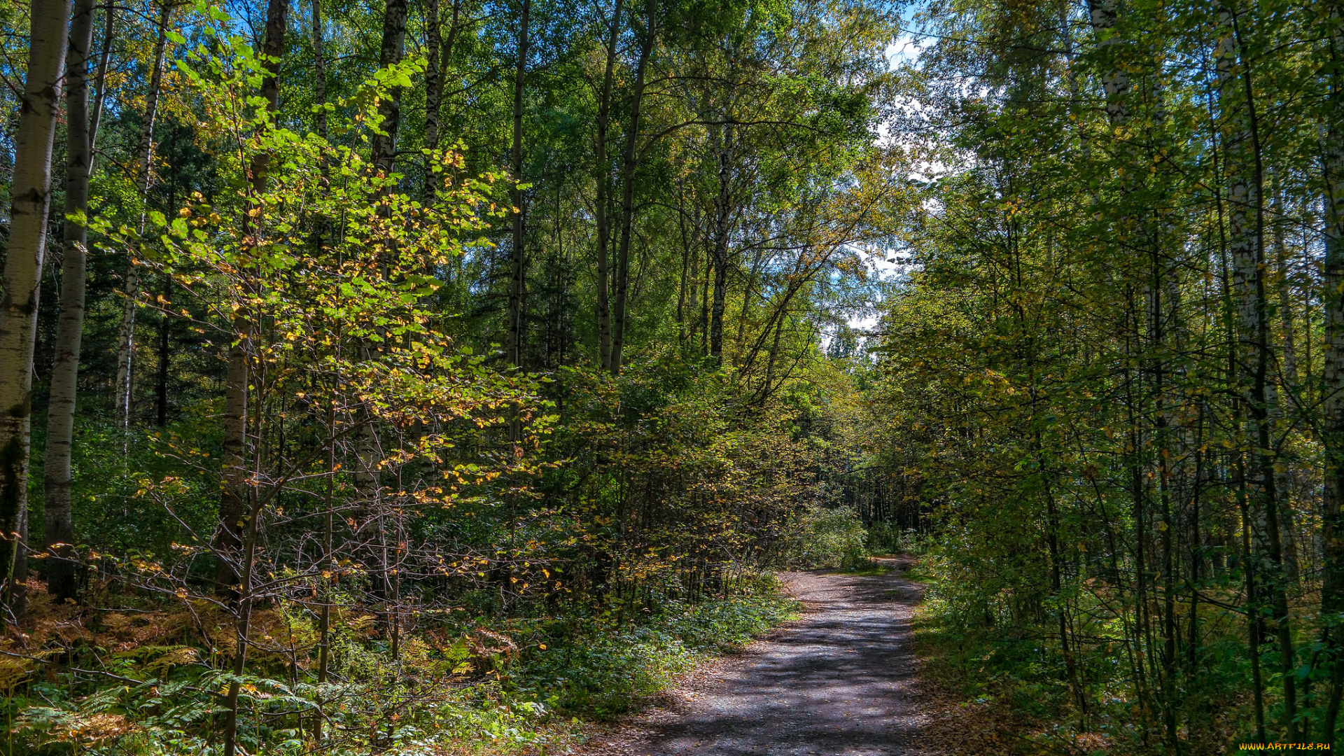 природа, дороги, тропика