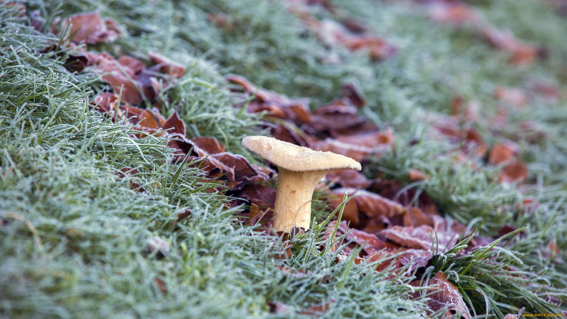 природа, грибы, трава, осень, листья