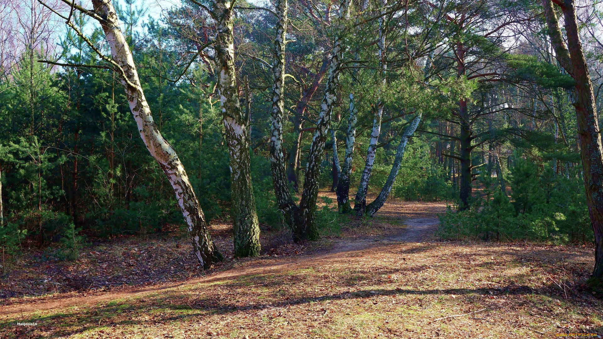 природа, лес, березы, тропинка