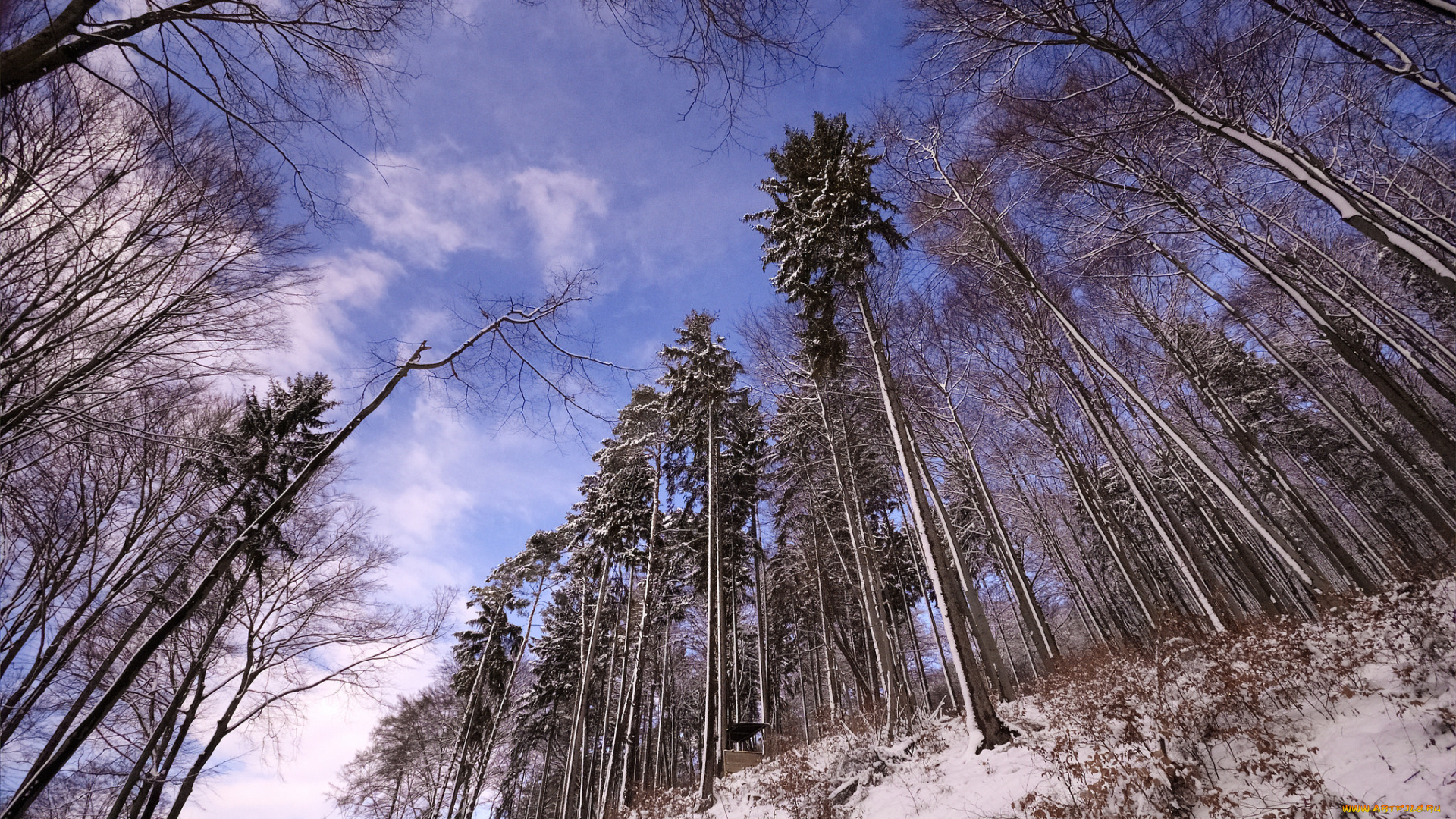 природа, лес, деревья