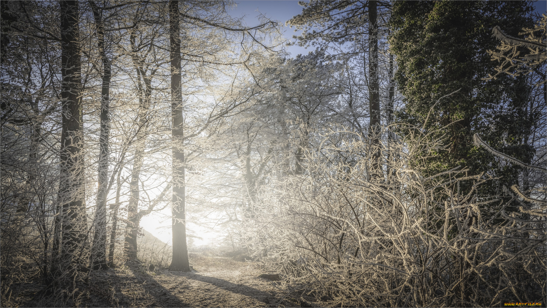 природа, лес, деревья