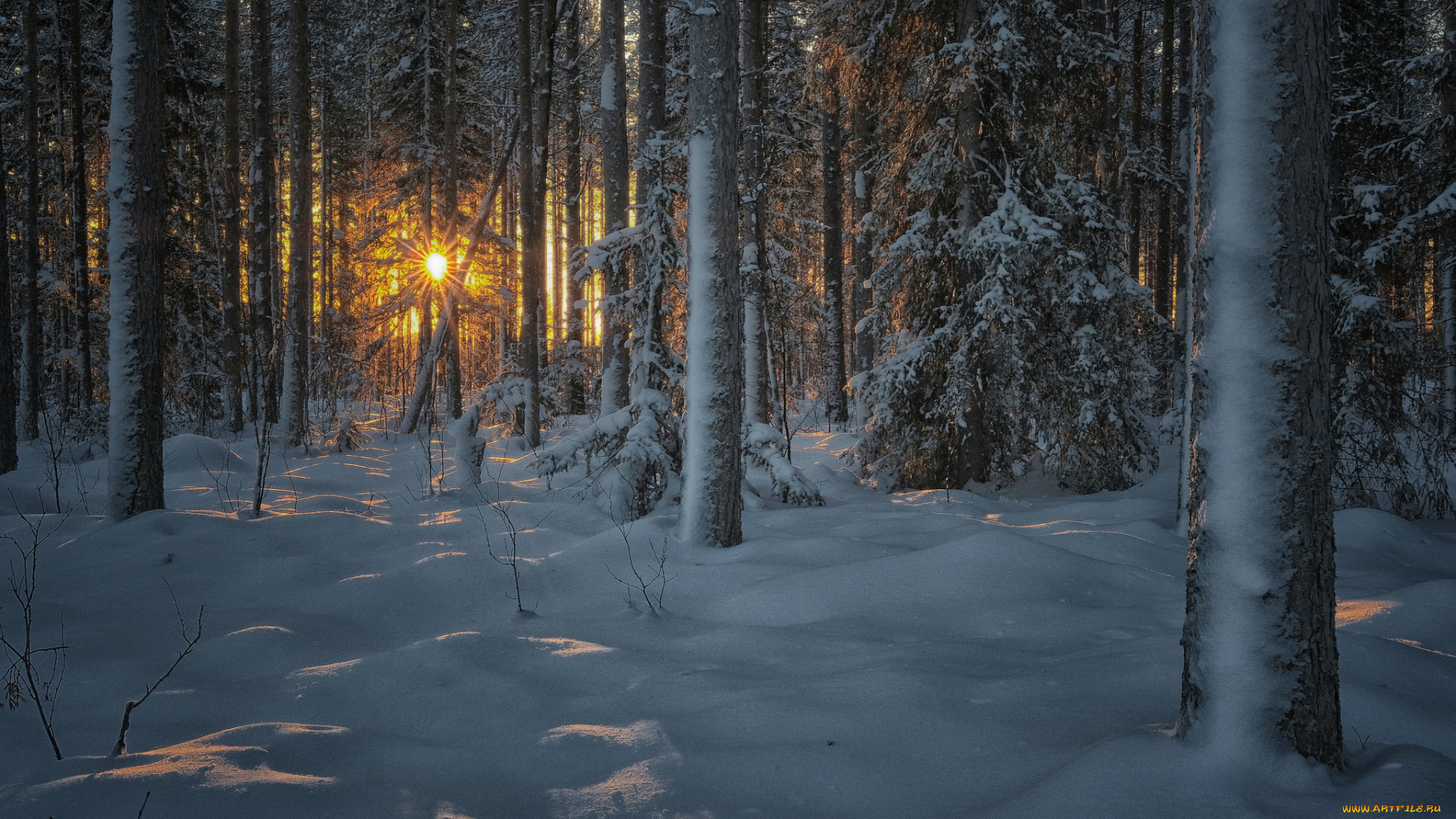 природа, лес, рассвет