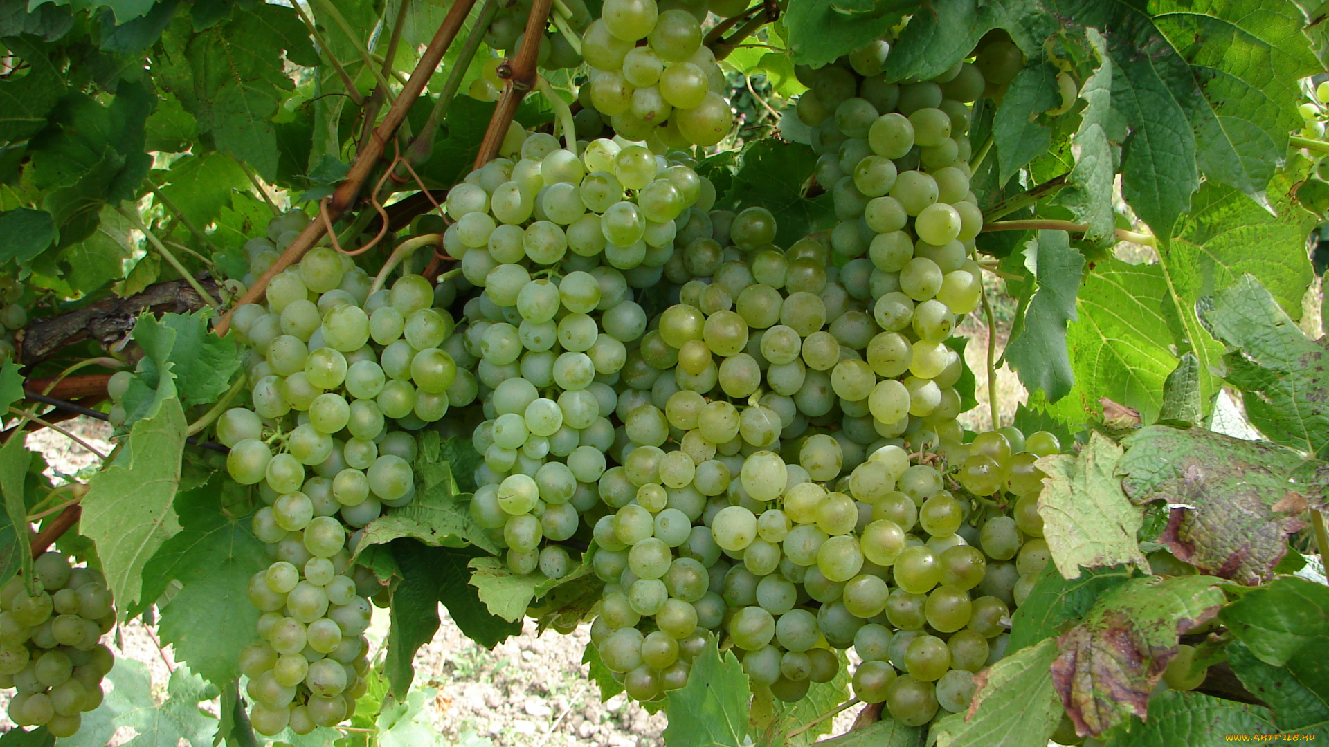 природа, Ягоды, , виноград, гроздь, ветка