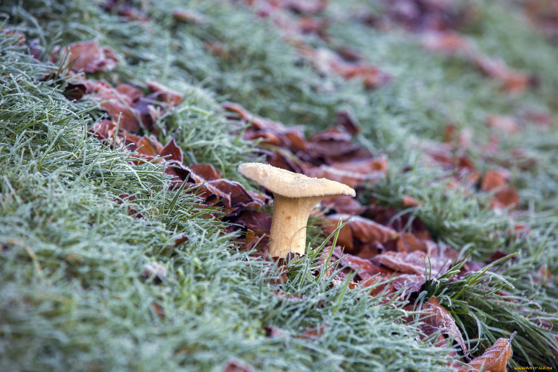 природа, грибы, трава, осень, листья