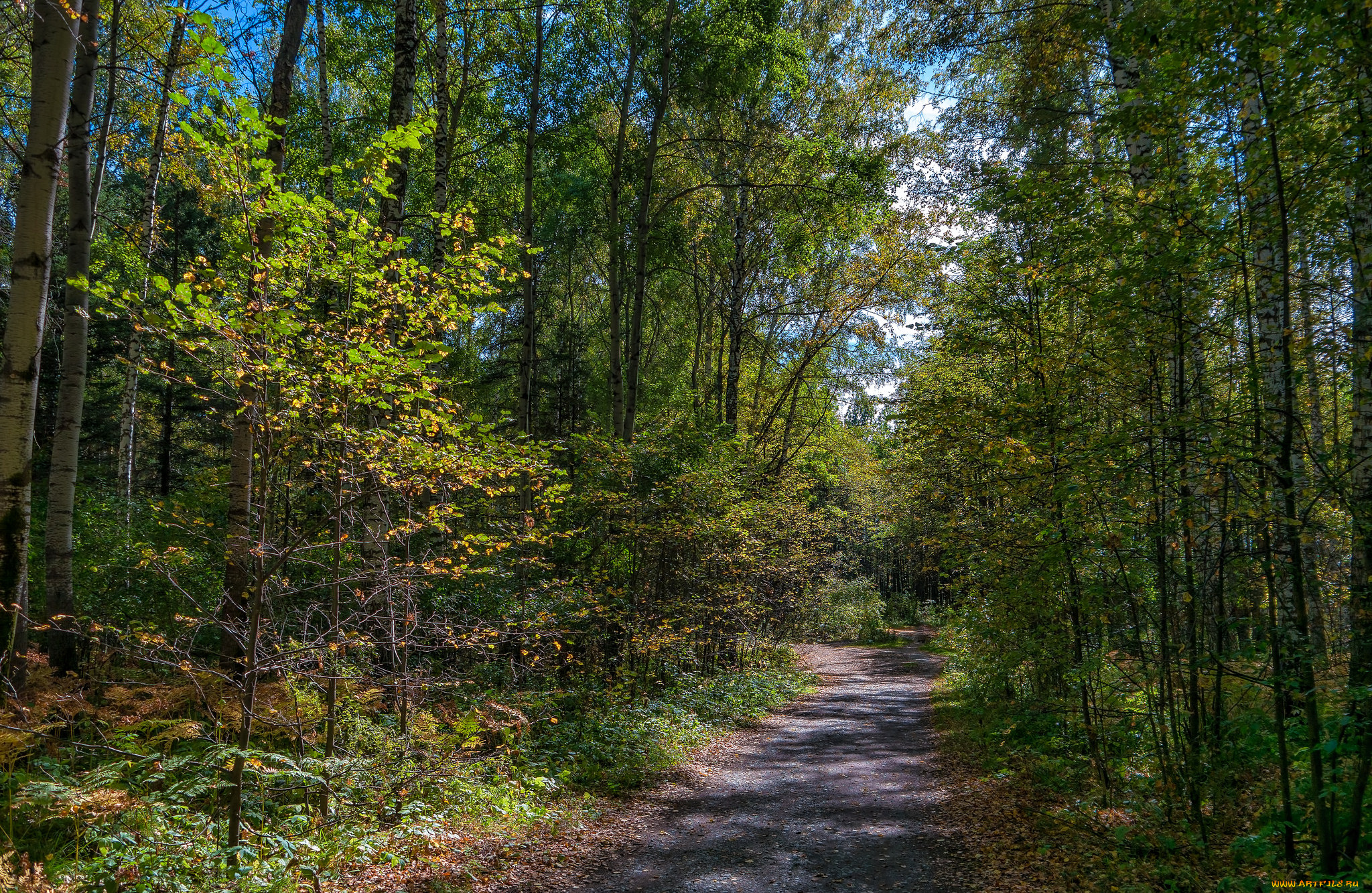 природа, дороги, тропика