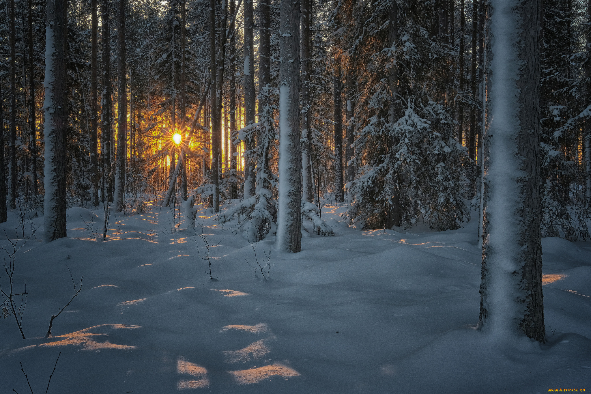 природа, лес, рассвет