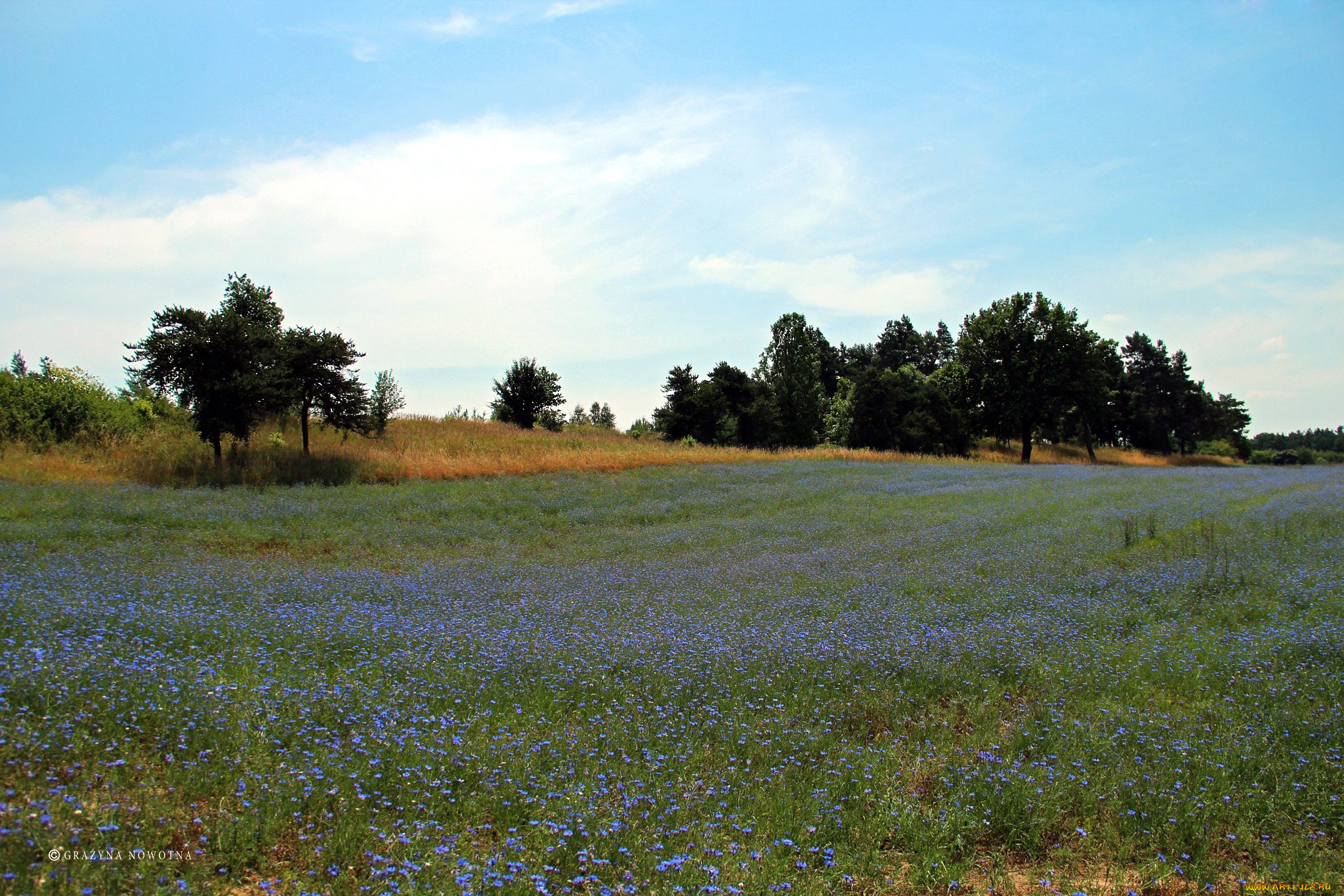 природа, луга, цветы, лето