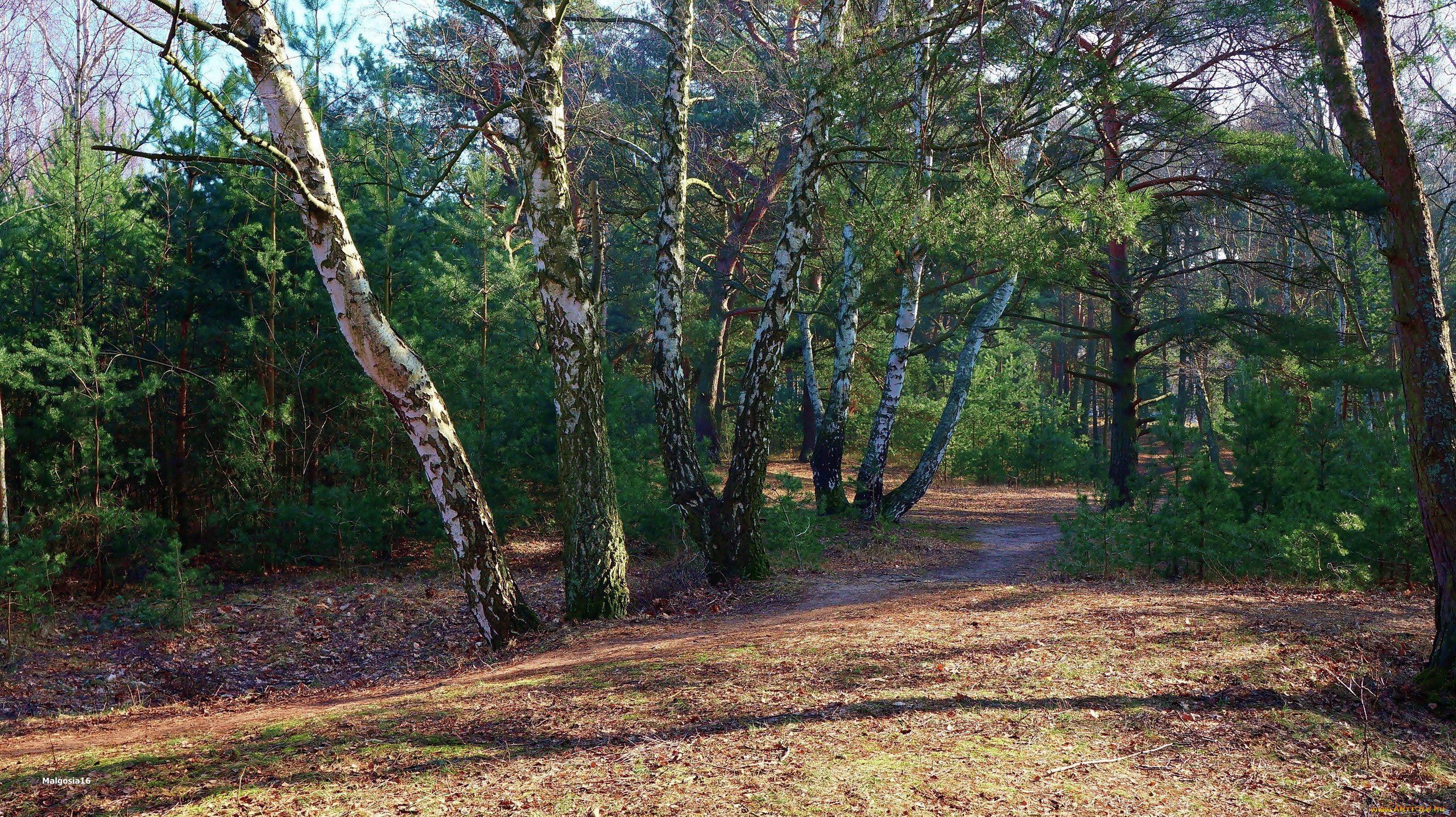 природа, лес, березы, тропинка