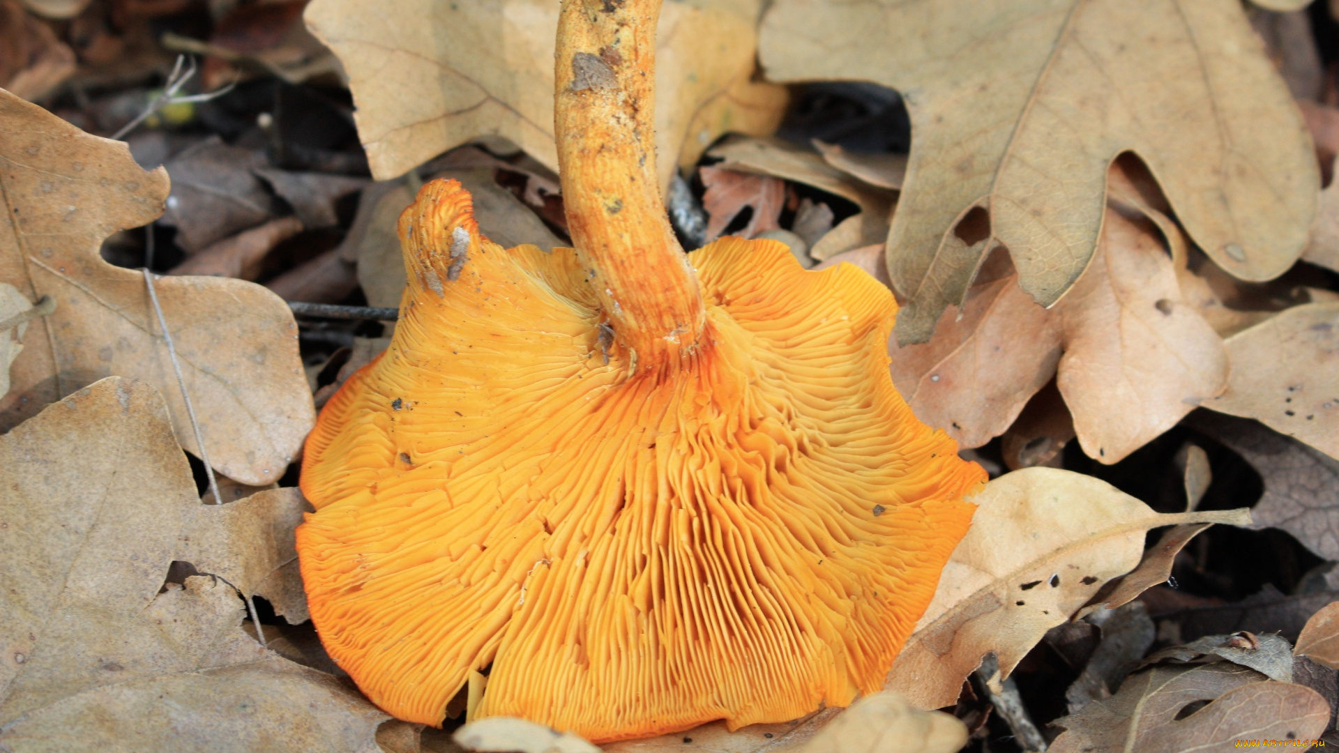 еда, грибы, , грибные, блюда, листья, гриб