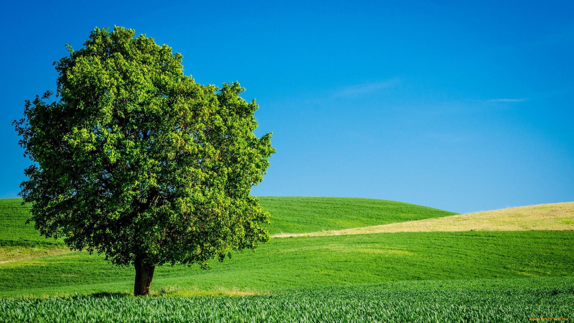 природа, деревья, луга, дерево, небо