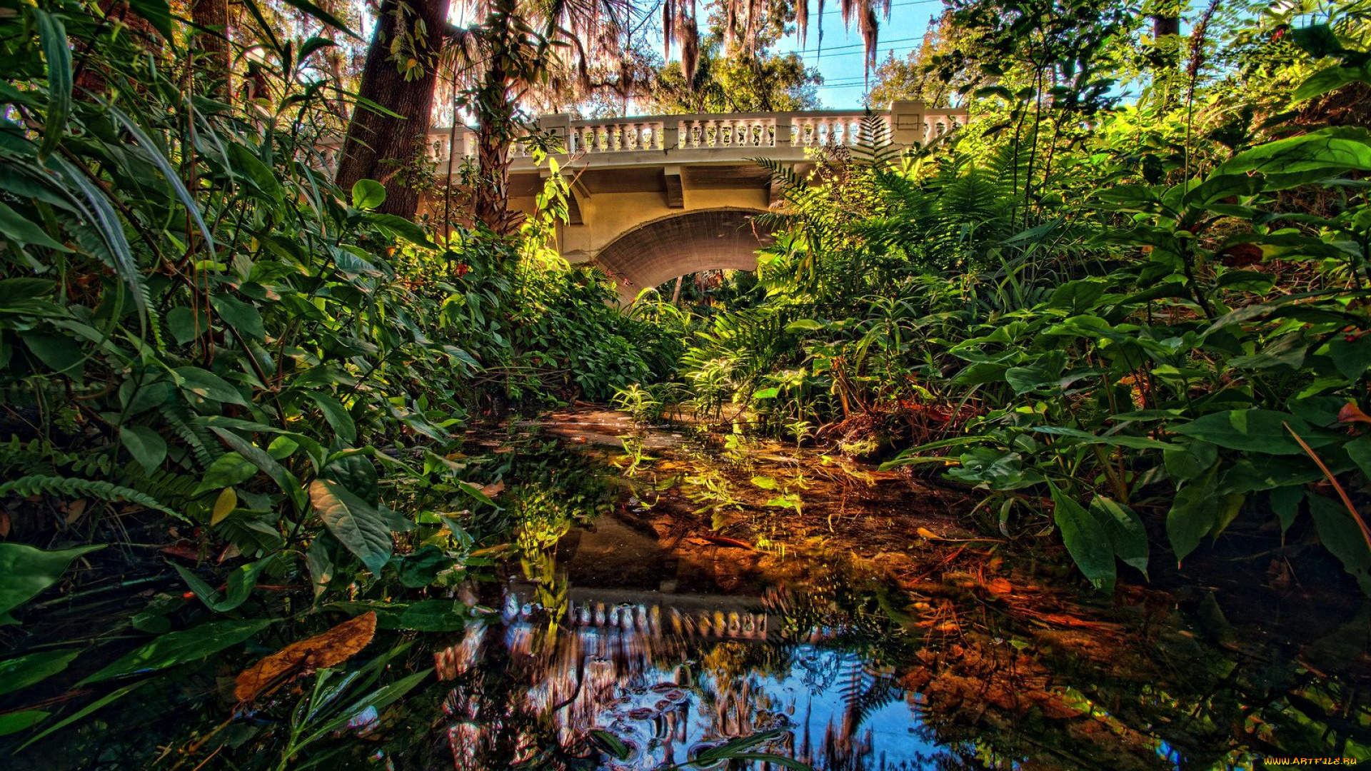 природа, парк, водоем, тропики, мостик