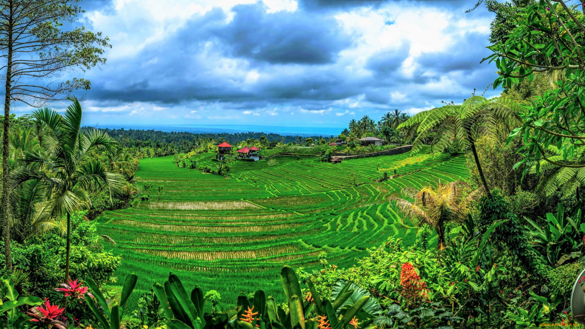 природа, поля, пальмы, тропики, рисовые