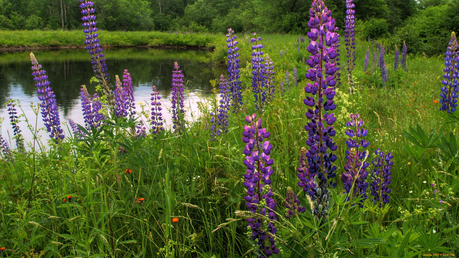 природа, реки, озера, простор