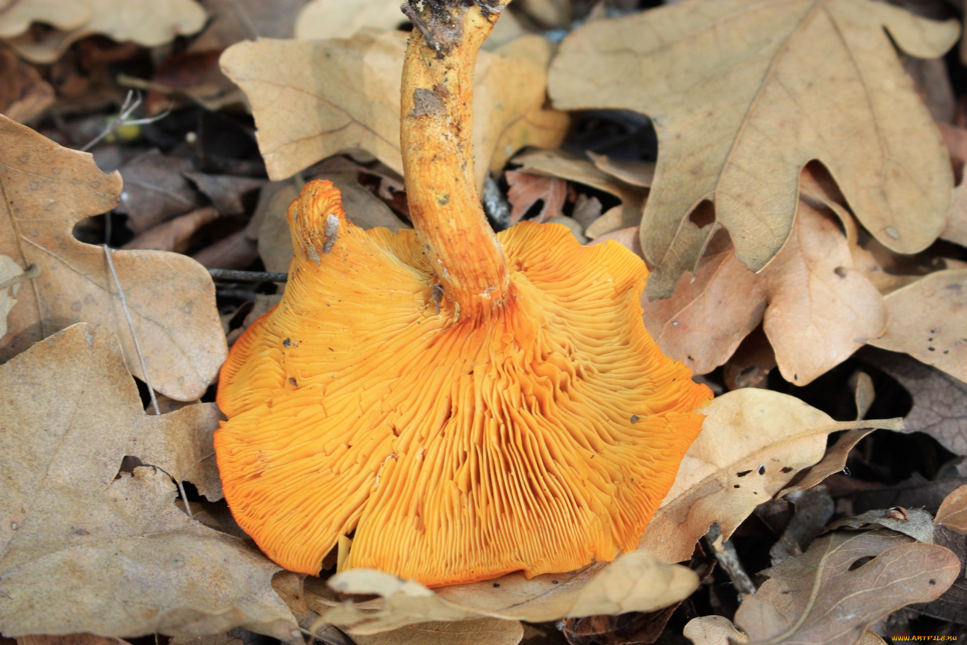 еда, грибы, , грибные, блюда, листья, гриб