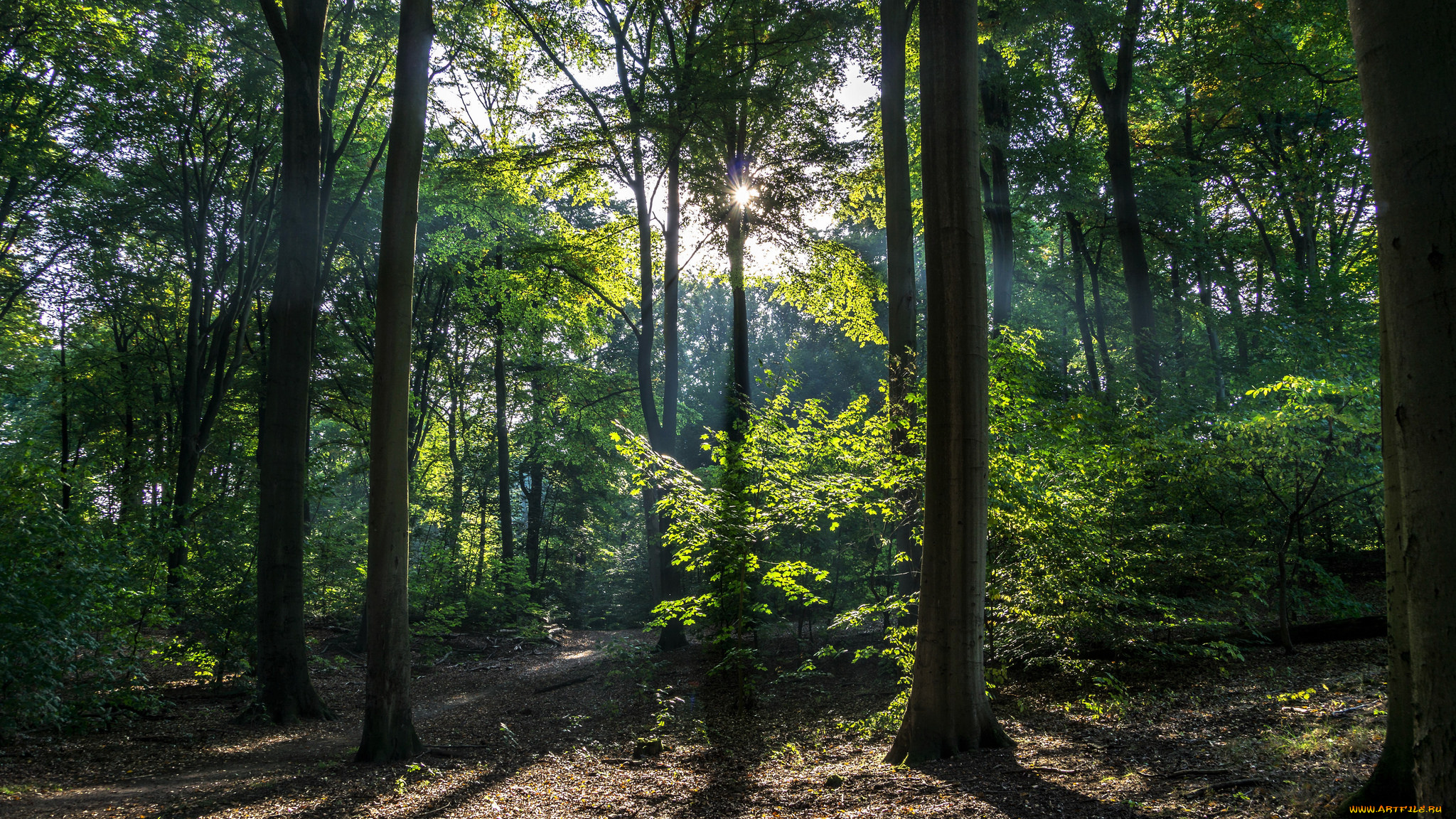 природа, лес, простор