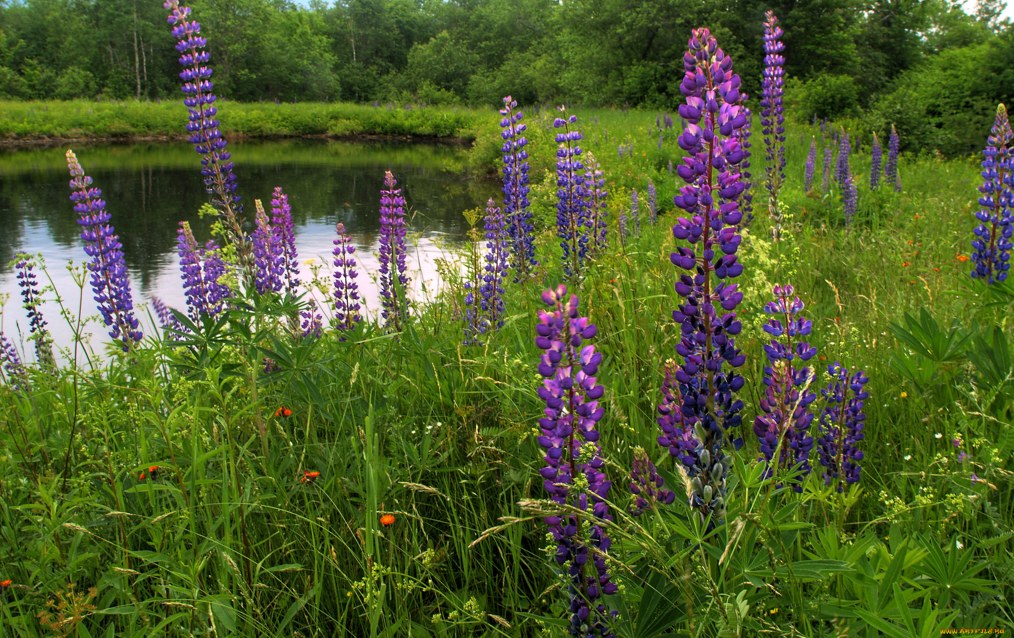 природа, реки, озера, простор