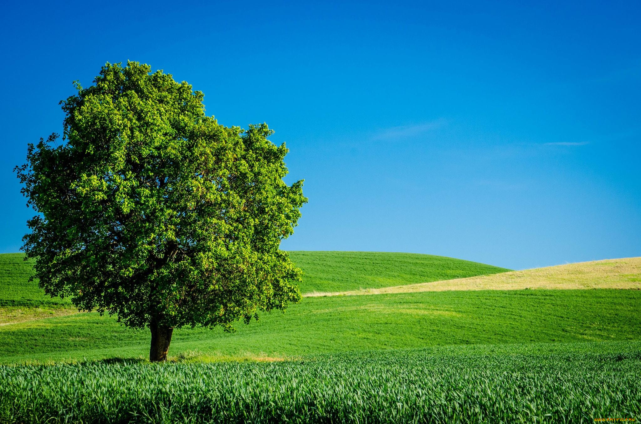 природа, деревья, луга, дерево, небо