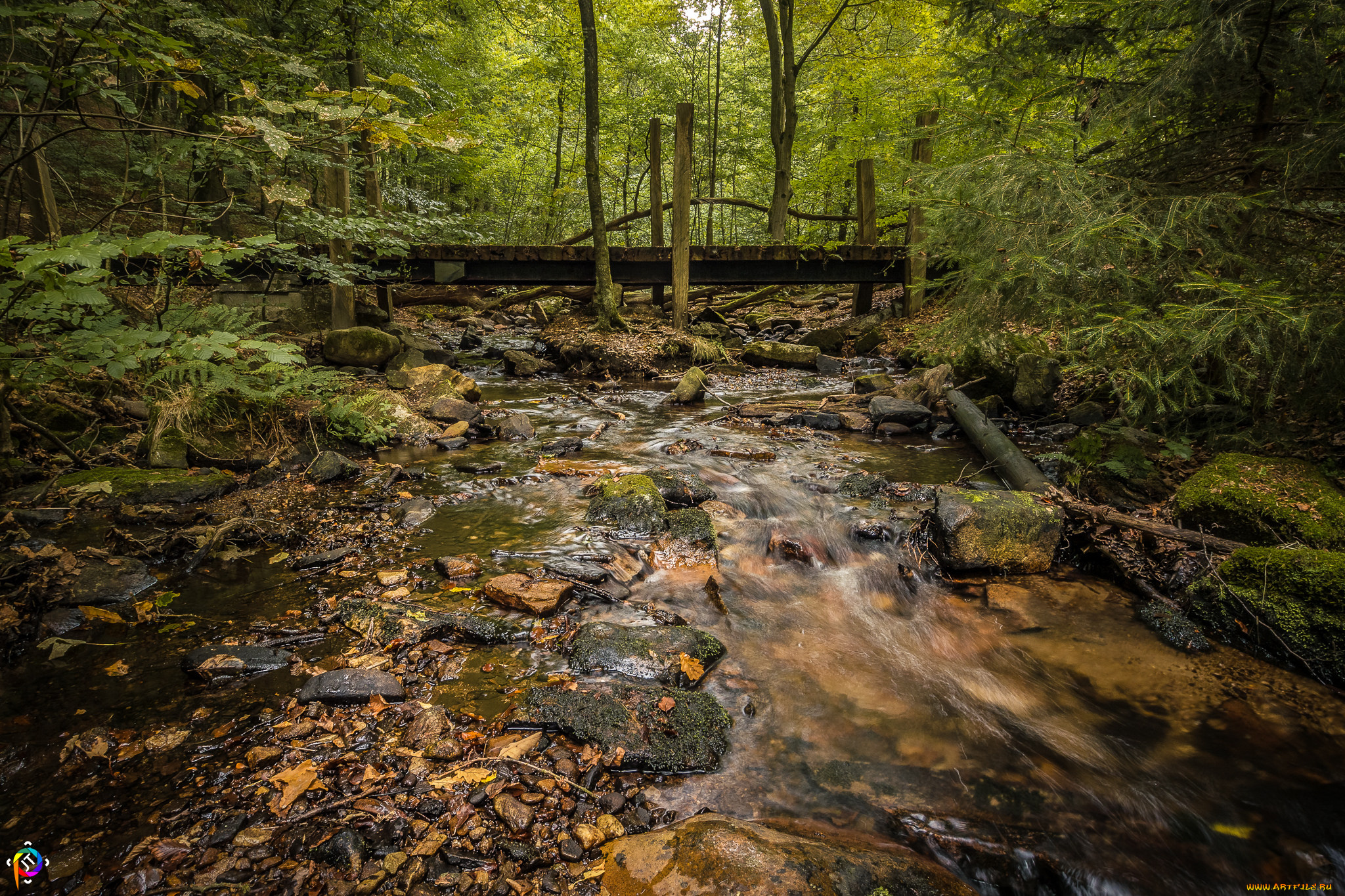 природа, лес, простор