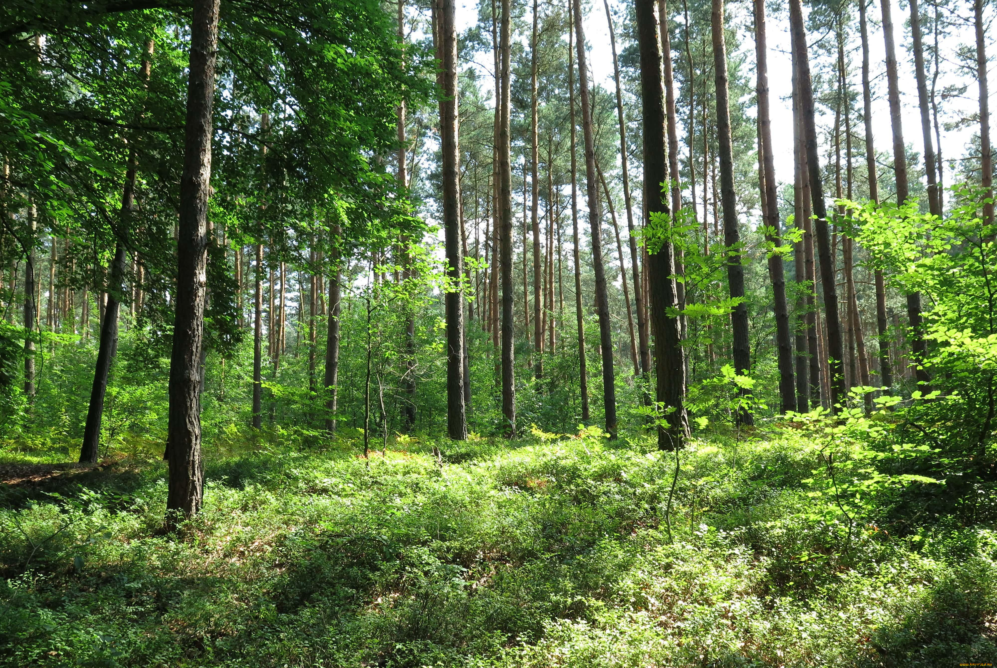 природа, лес, кусты, деревья