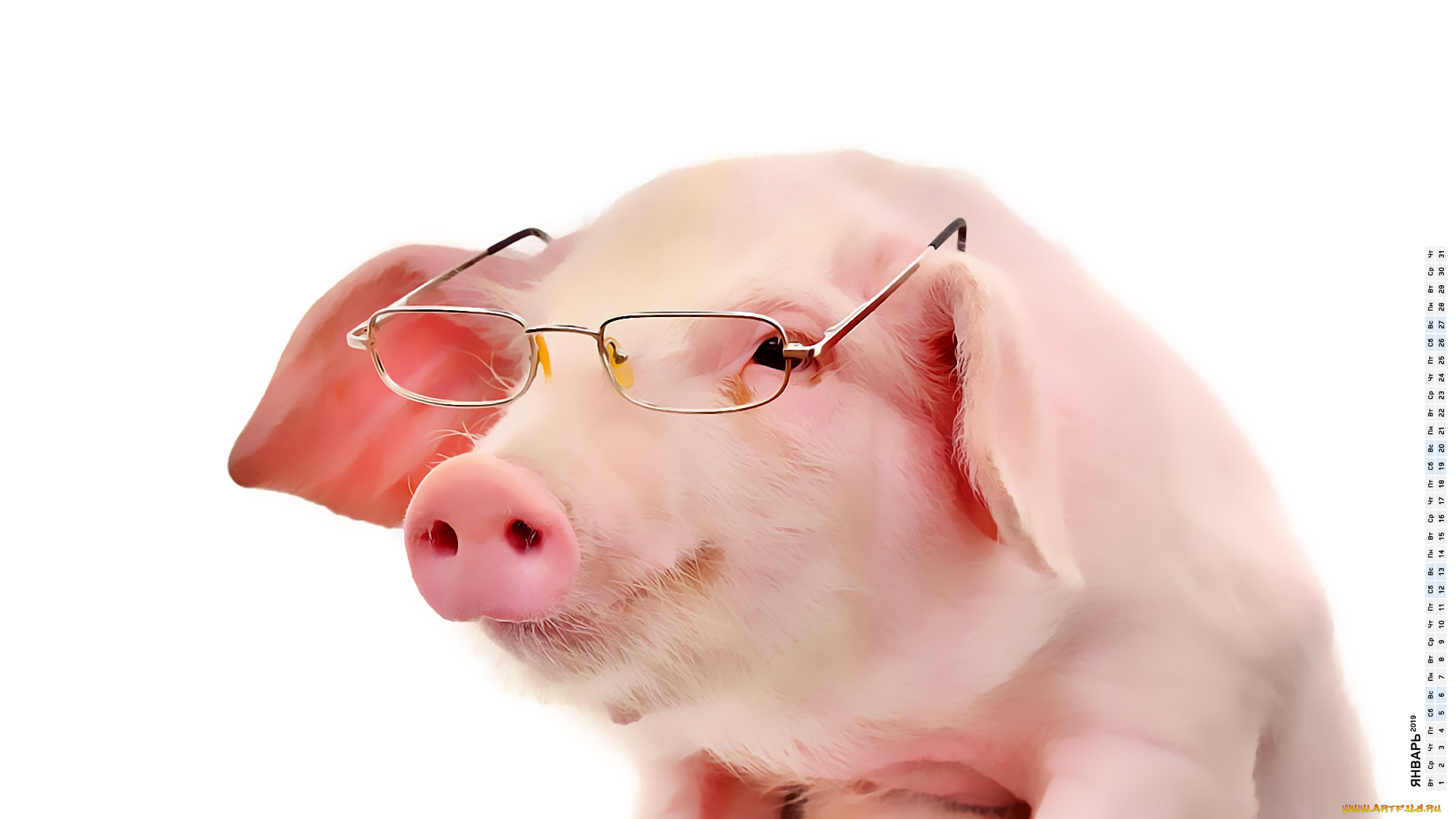 календари, компьютерный, дизайн, поросенок, свинья, очки