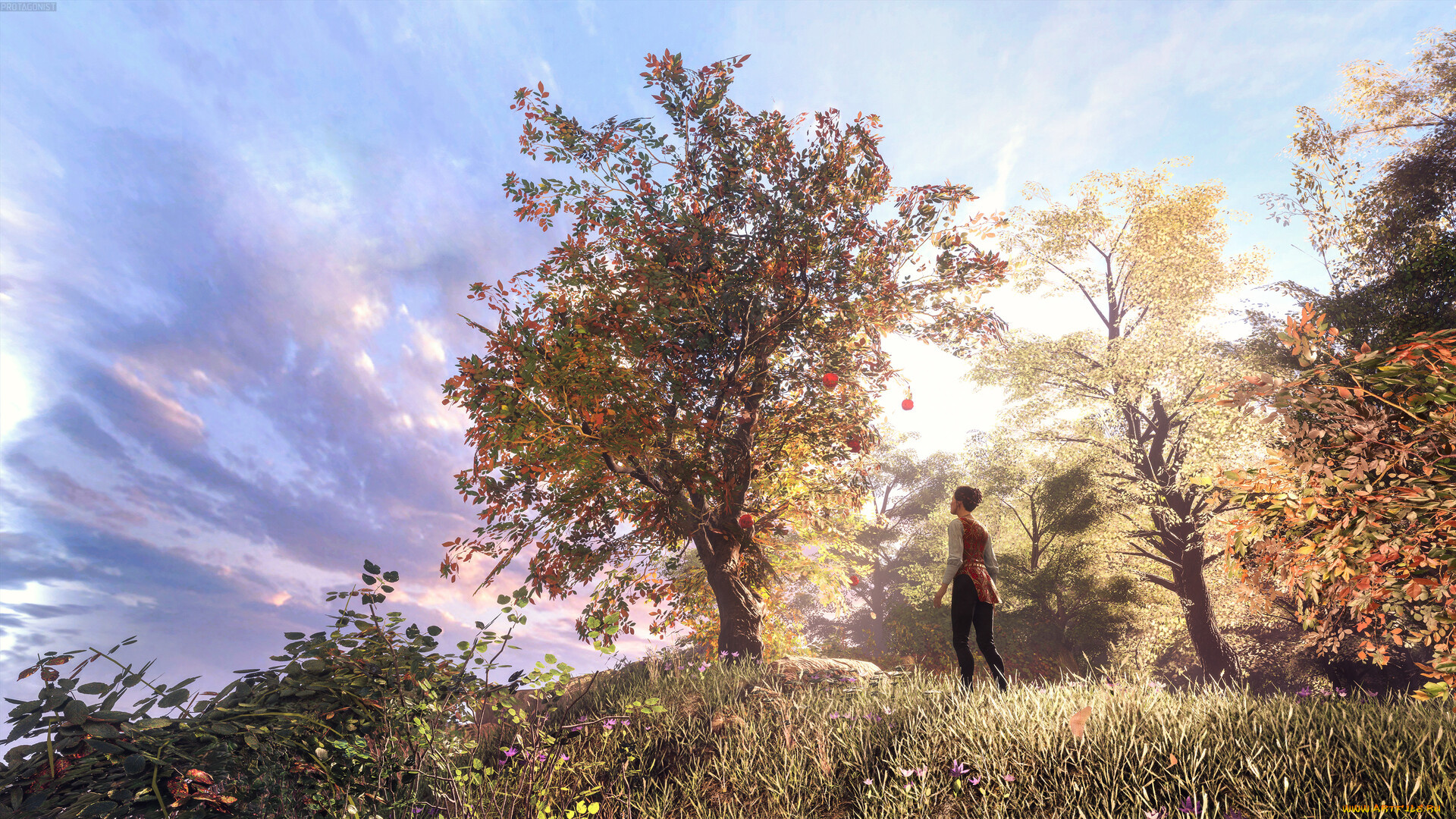 видео, игры, a, plague, tale, , innocence, яблоня, amicia, de, rune, a, plague, tale, innocence