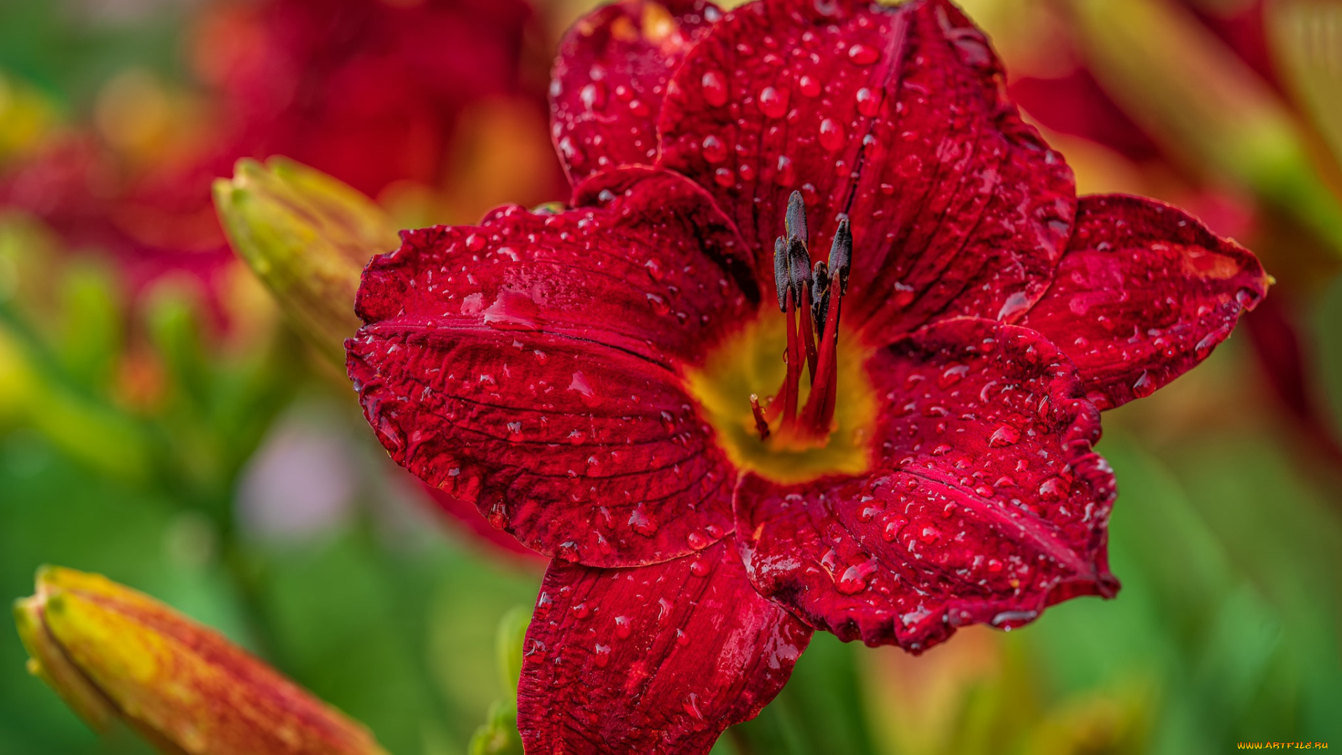 цветы, лилии, , лилейники, роса