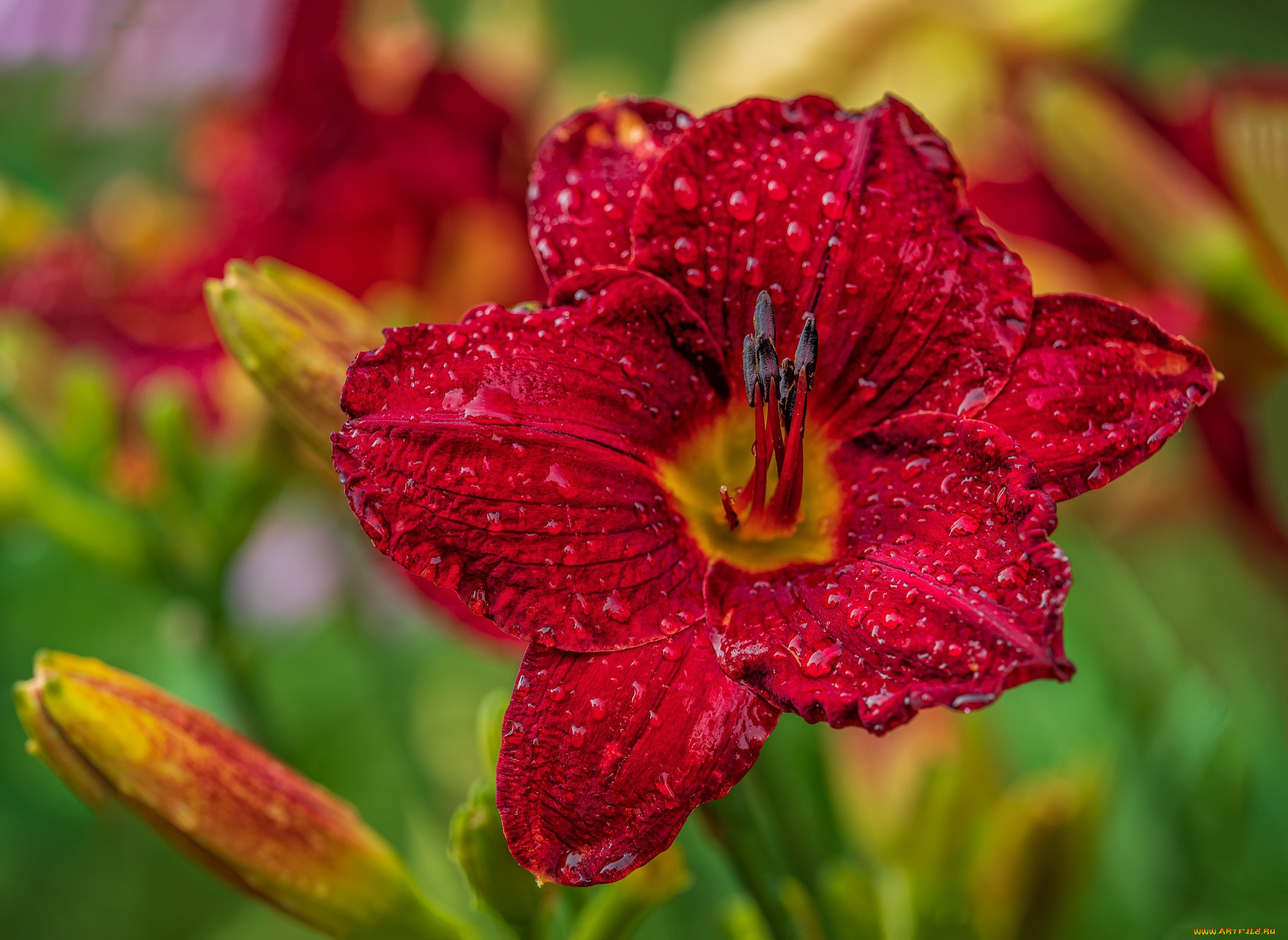 цветы, лилии, , лилейники, роса