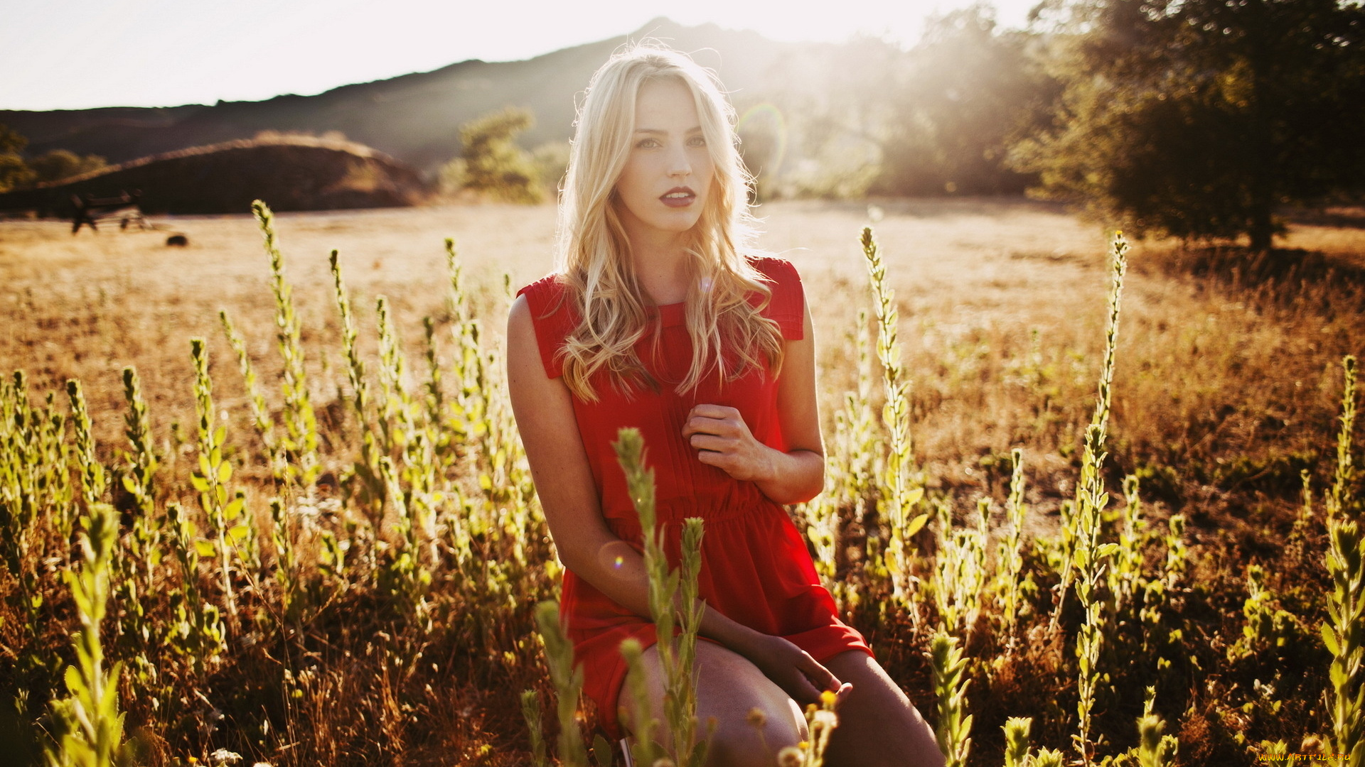 девушки, -, блондинки, , светловолосые, блондинка, платье, луг