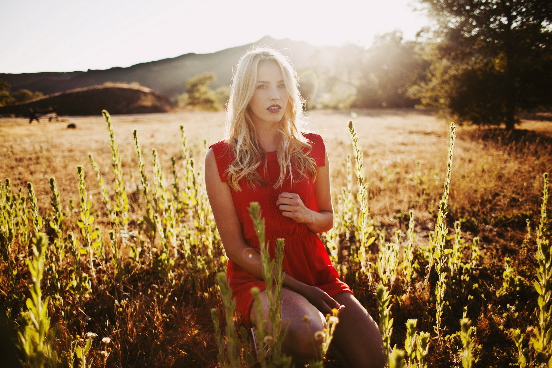 девушки, -, блондинки, , светловолосые, блондинка, платье, луг