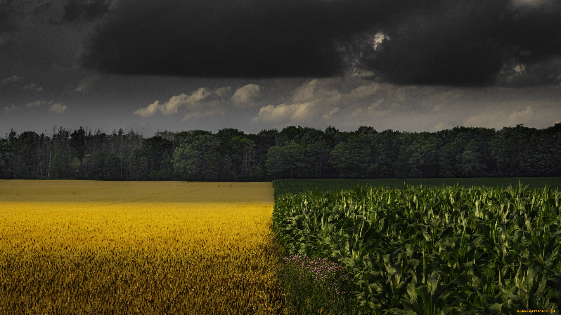 природа, поля, поле