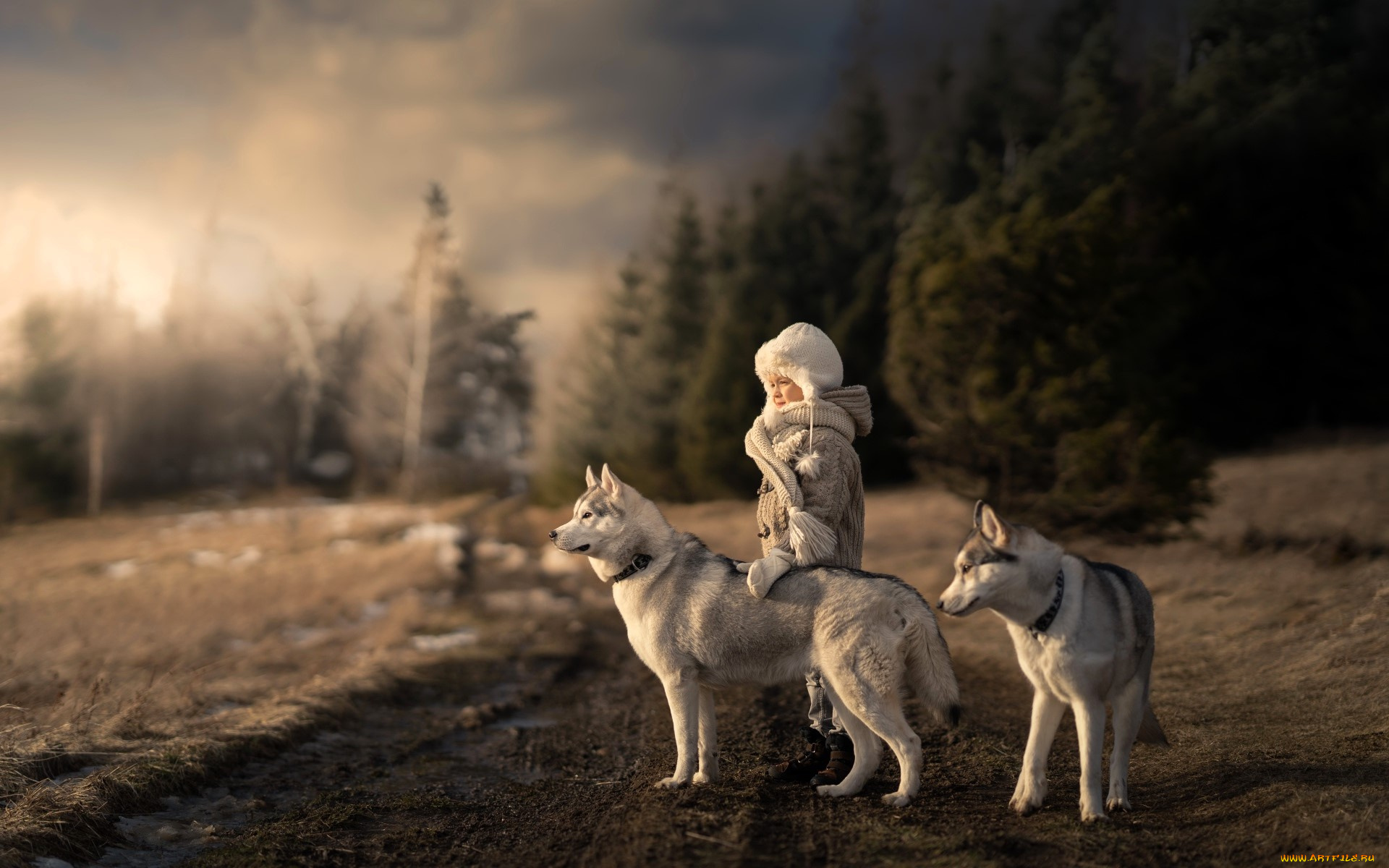 разное, дети, девочка, собаки, дорога, лес