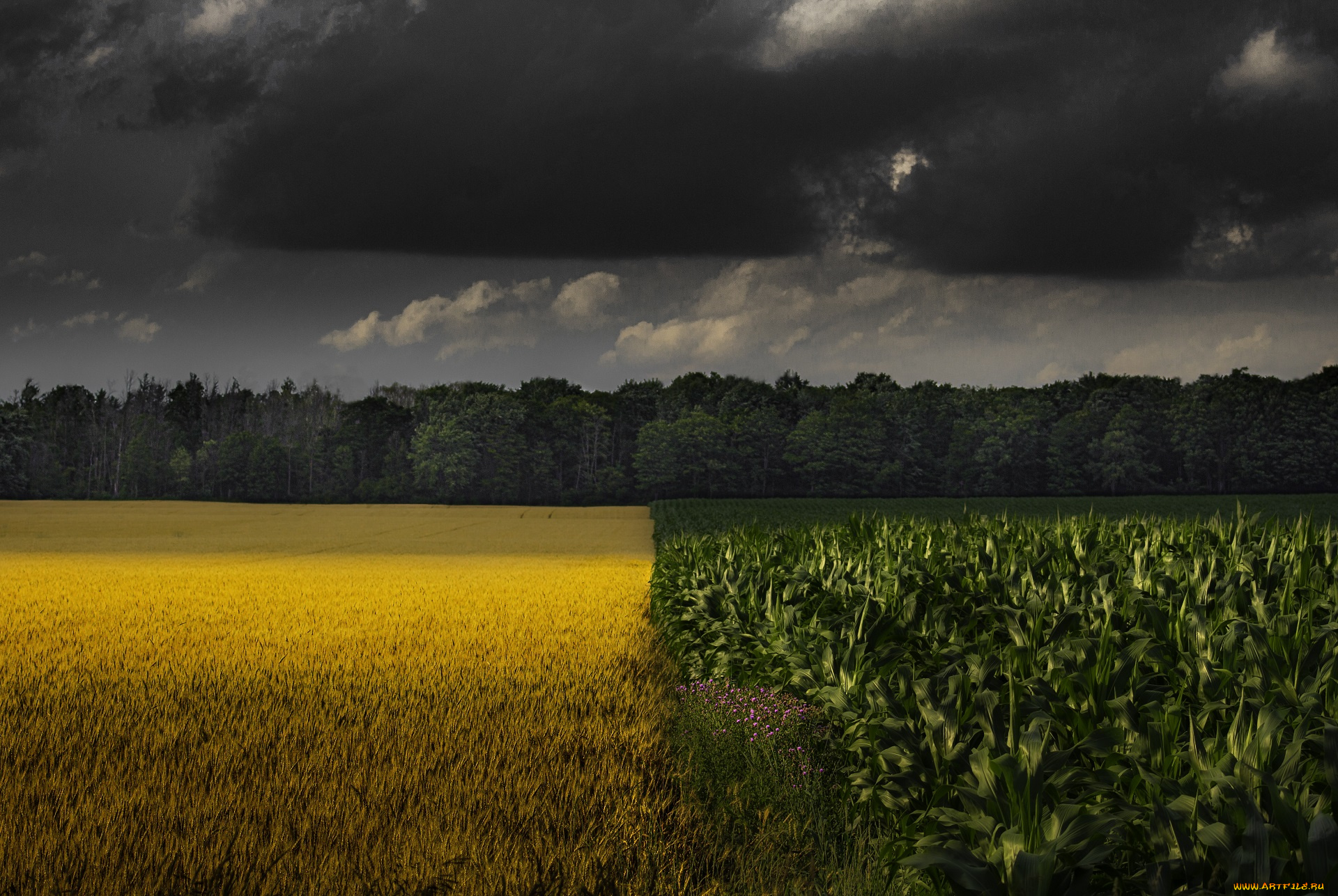 природа, поля, поле
