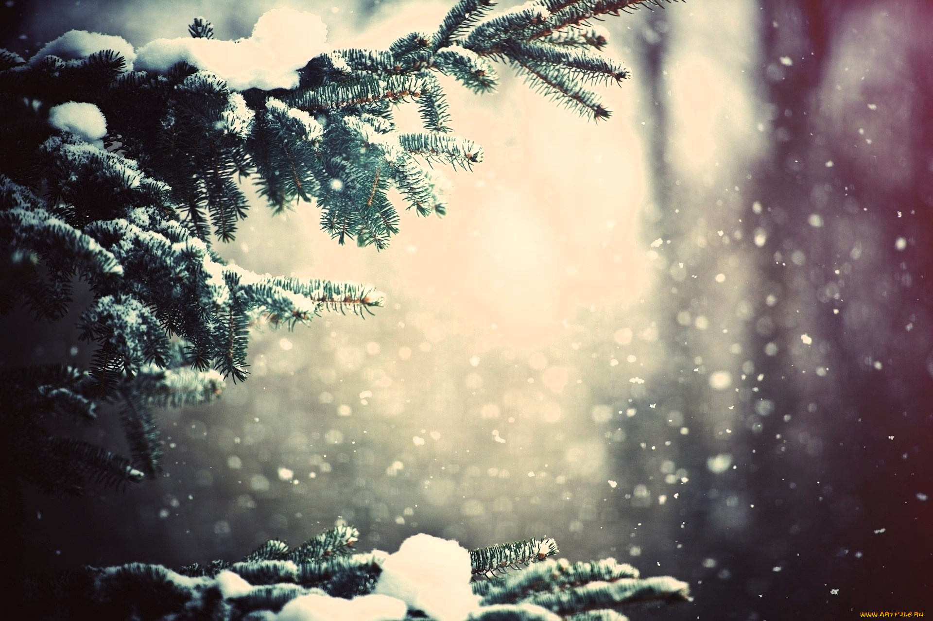 природа, деревья, ёлка, ветки, снег, зима