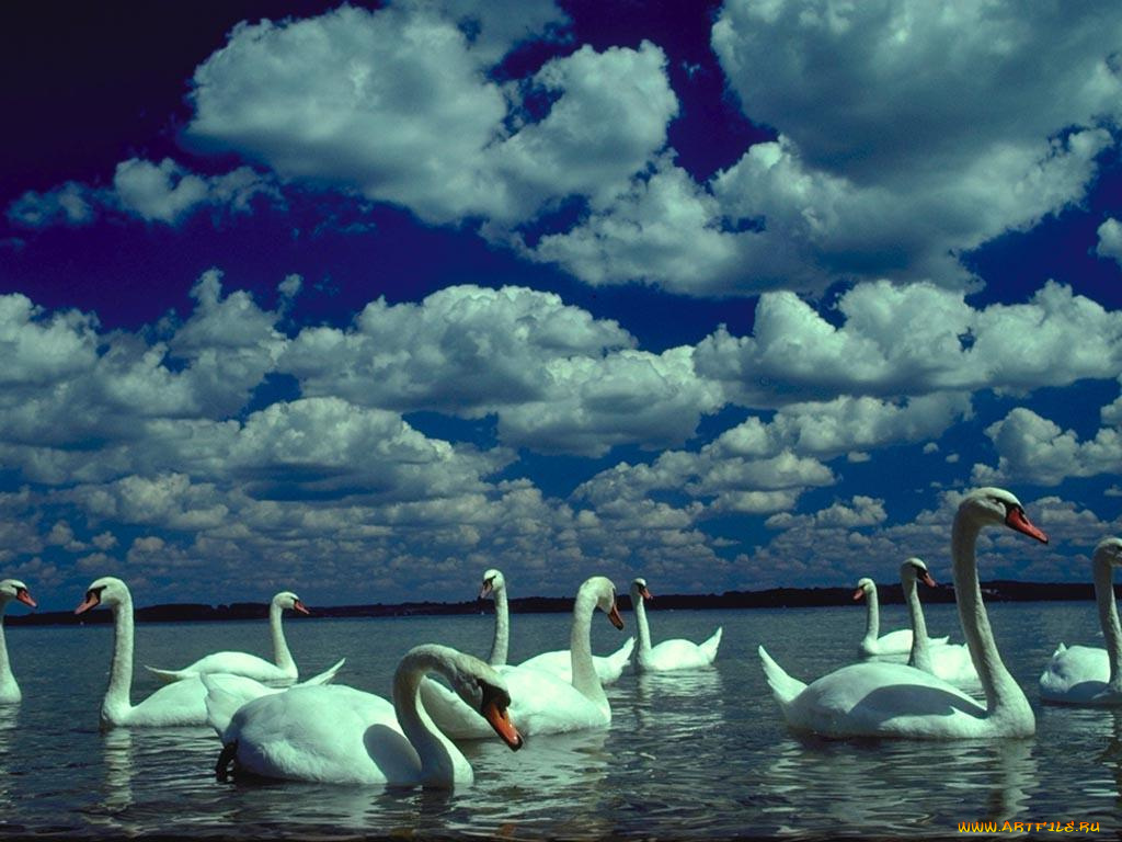 животные, лебеди