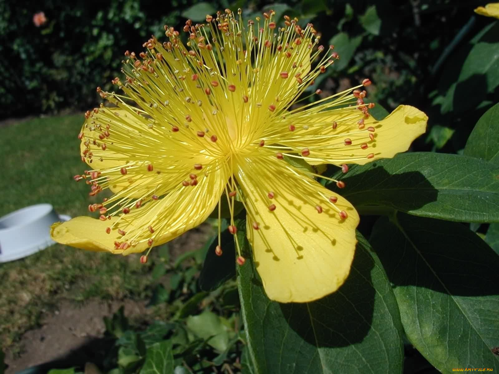 цветы, цветущие, деревья, кустарники