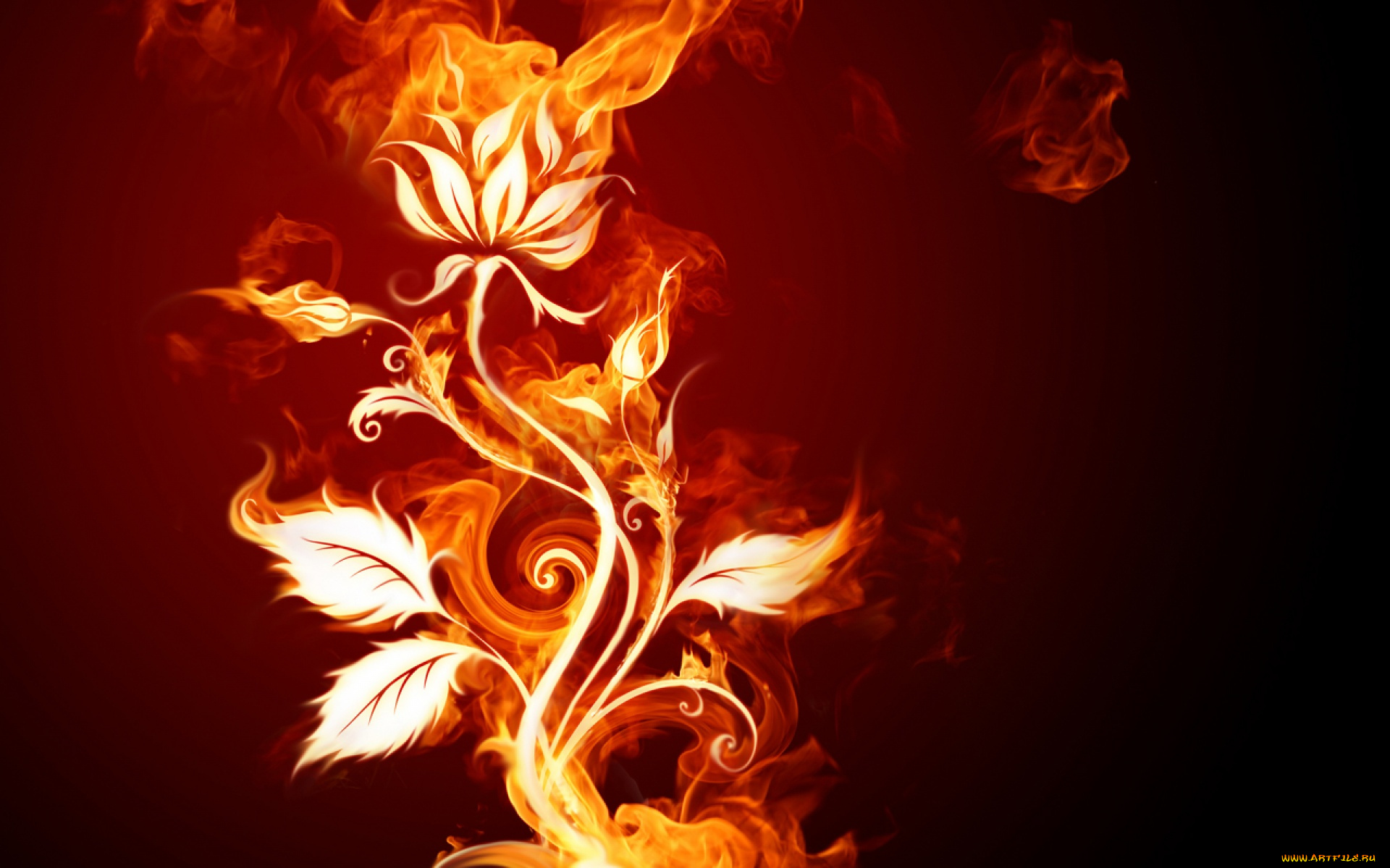 3д, графика, flowers, цветы