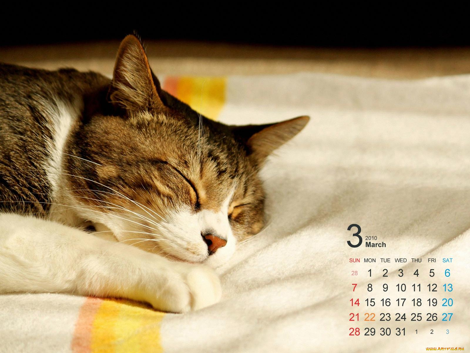 календари, животные
